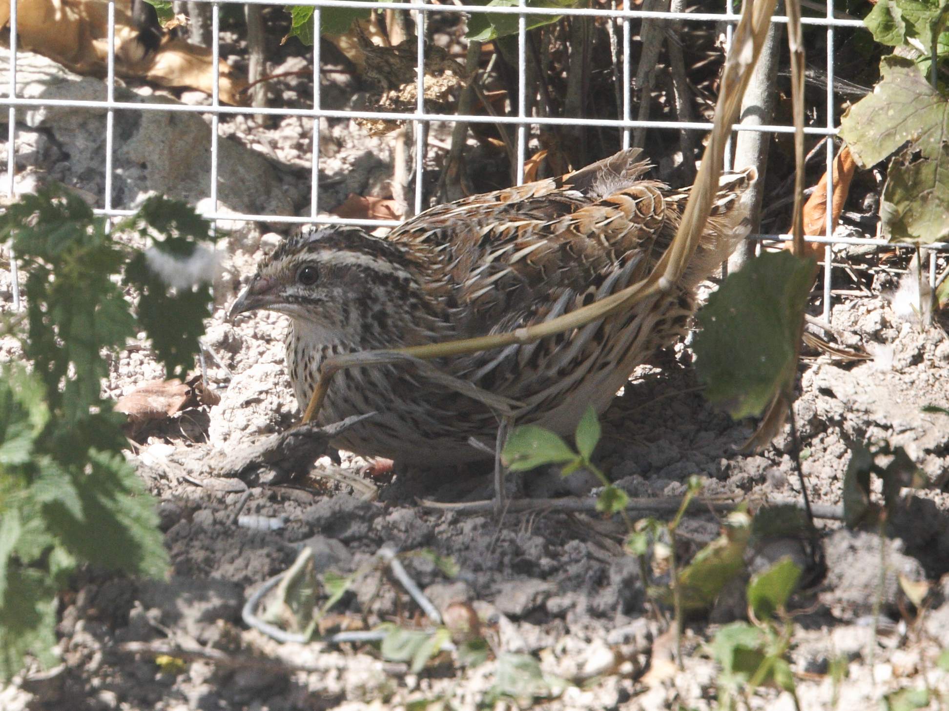 caille_des_bles_-_coturnix_coturnix1md