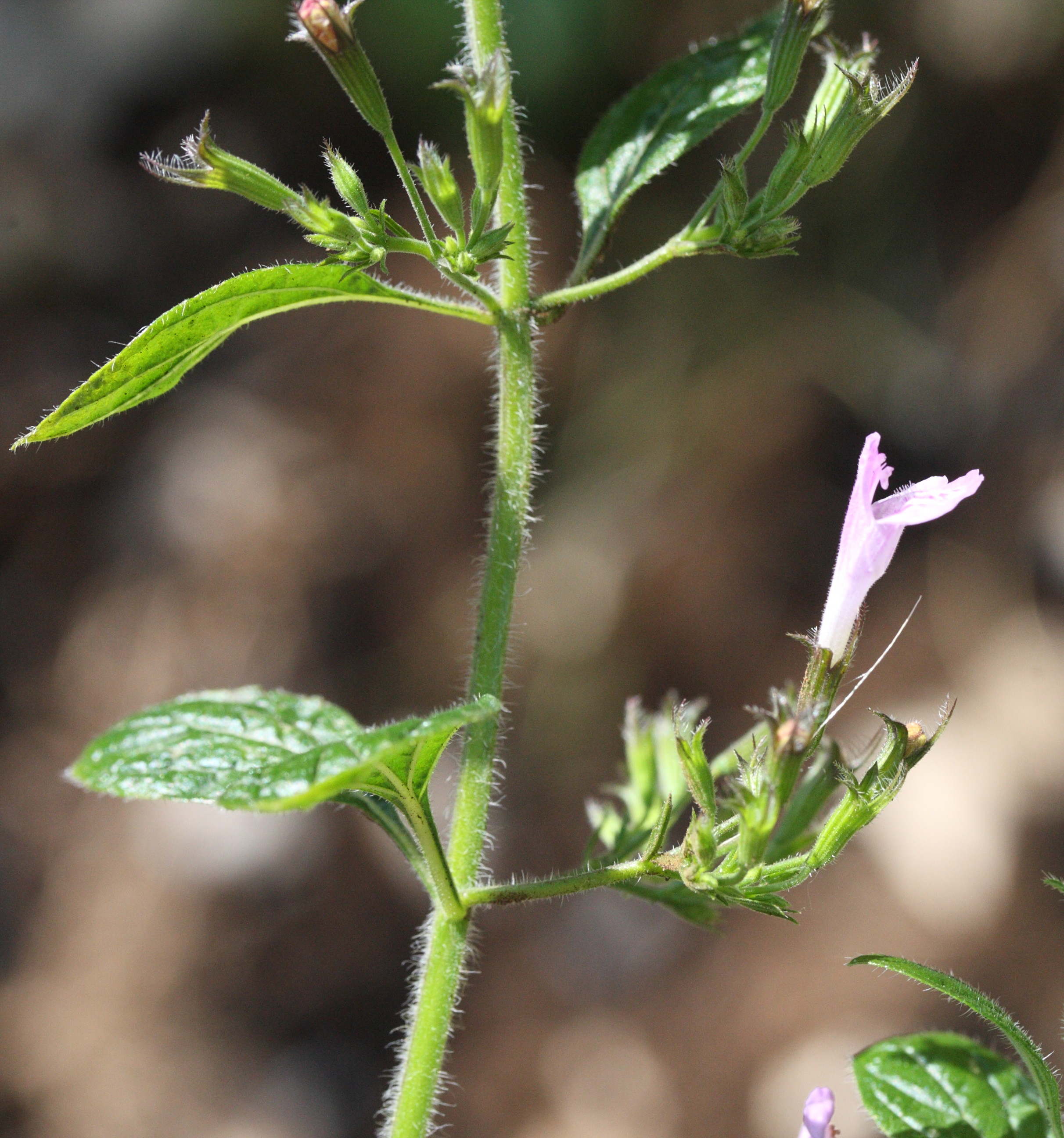 Calamintha_menthifolium