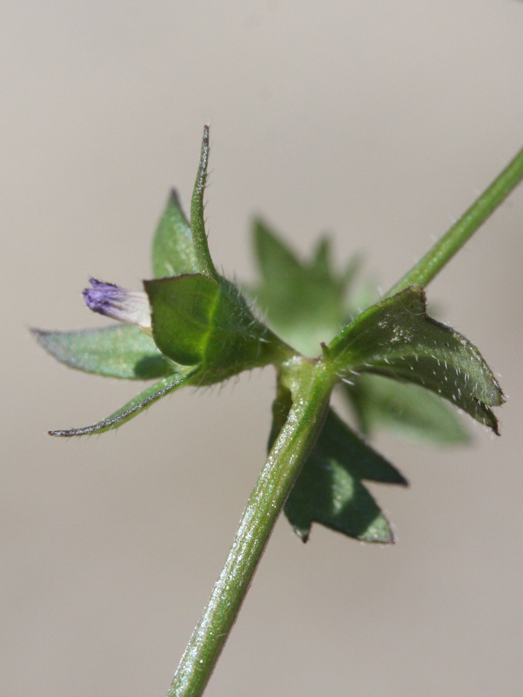 campanula_erinus3md