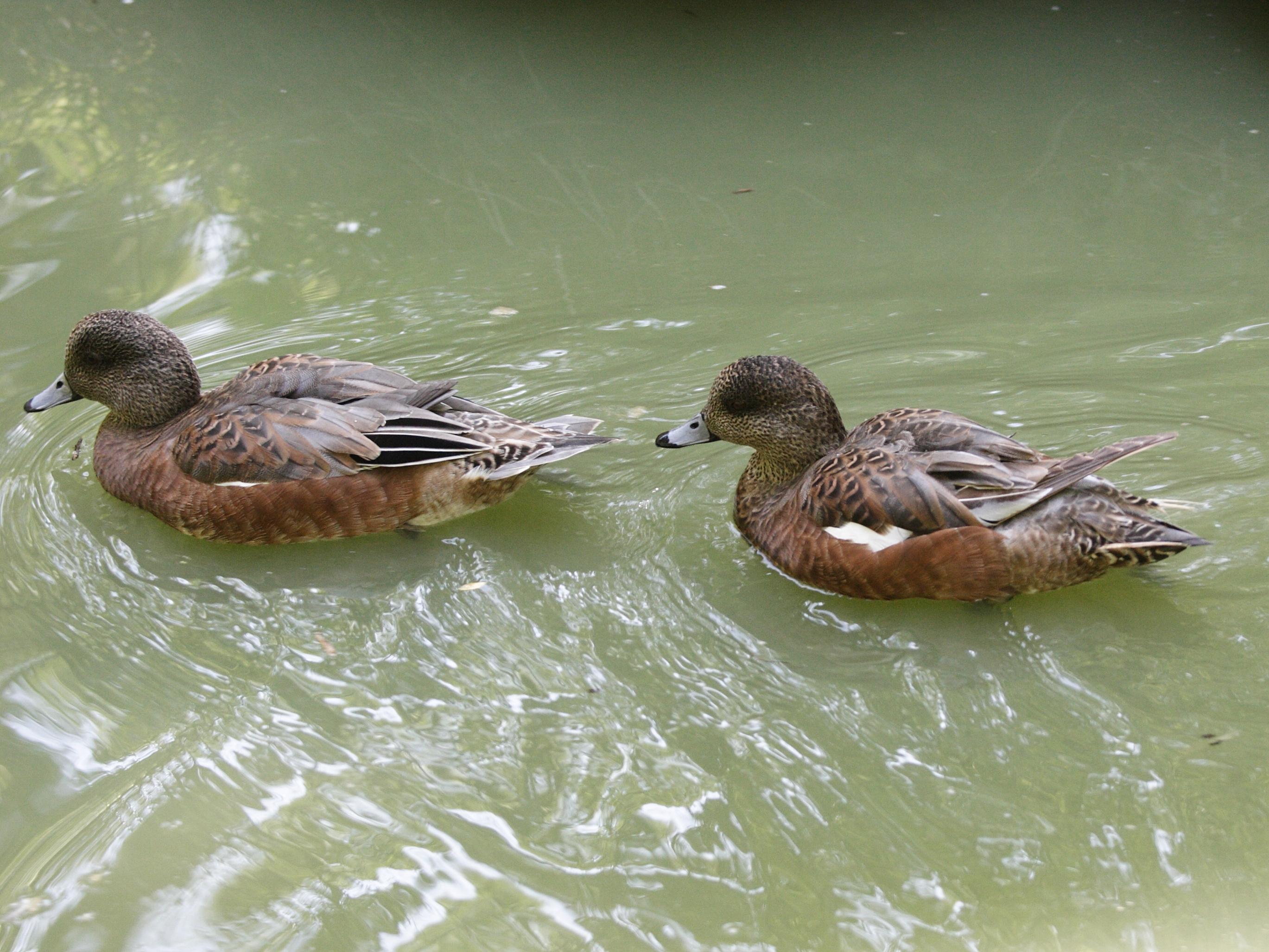 canard_jansen_-_anas_americana1md