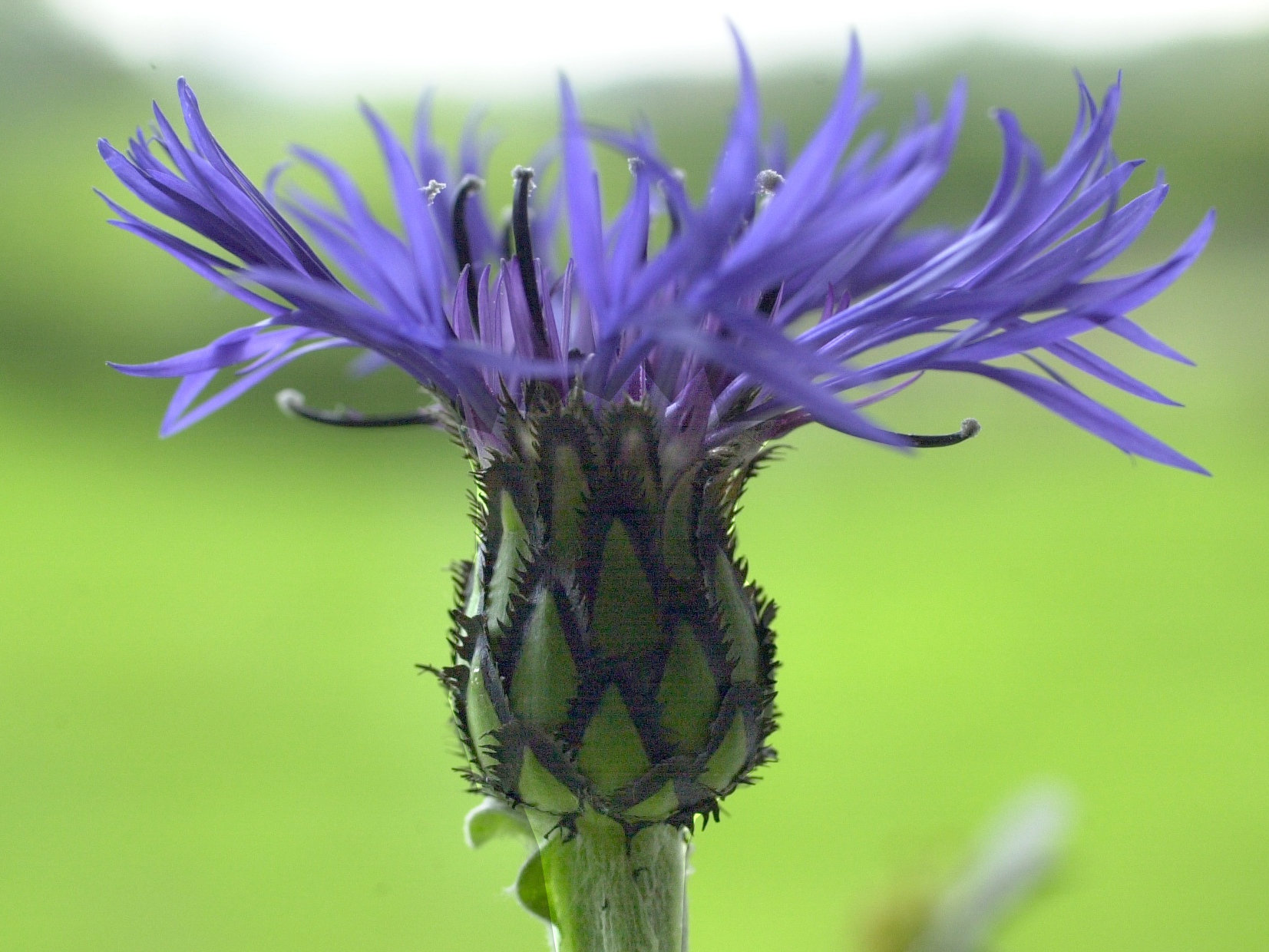 Afficher le média centaurea_montana3md centaurea_montana3md