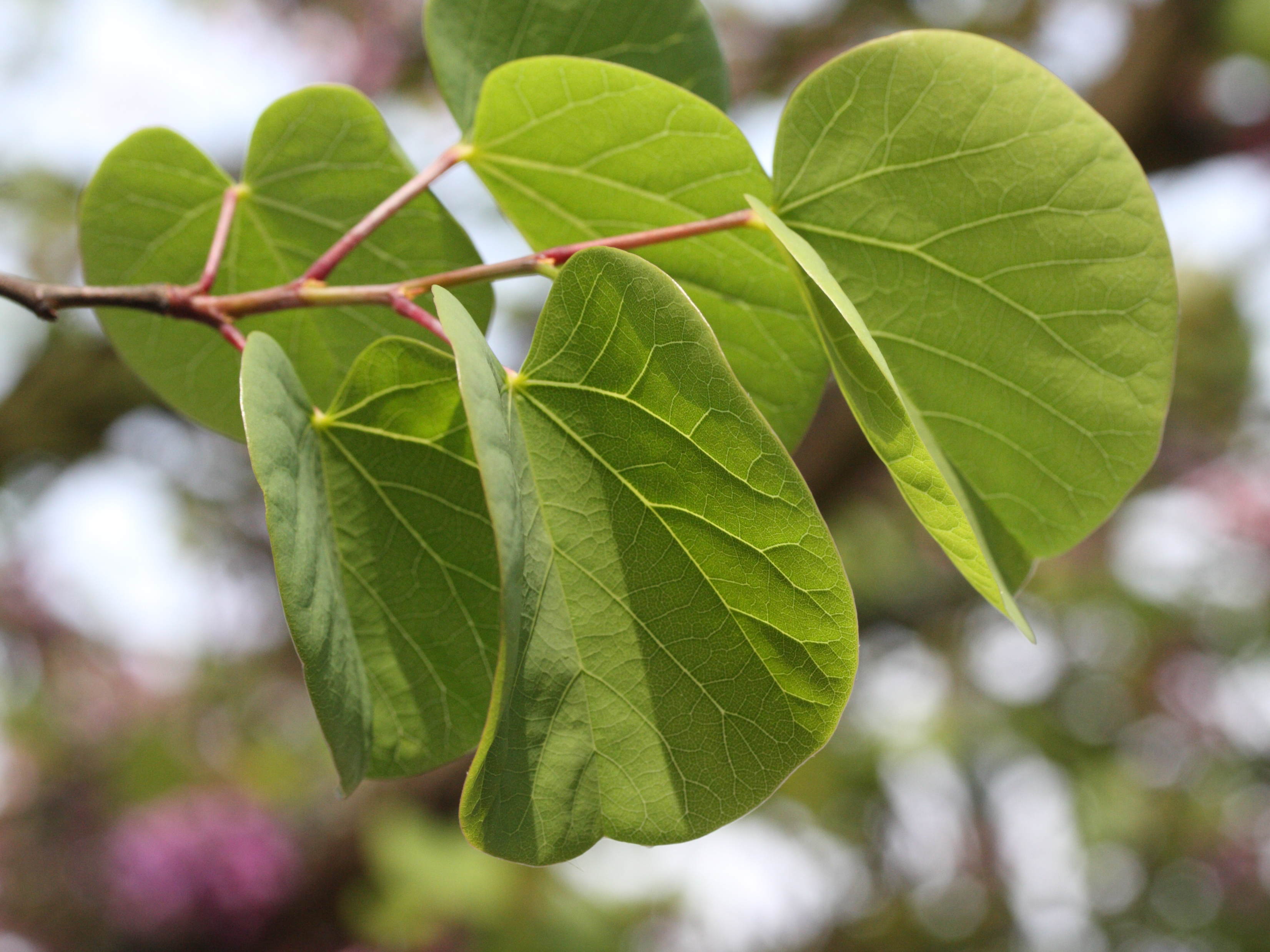 Afficher le média cercis_siliquastrum3md cercis_siliquastrum3md