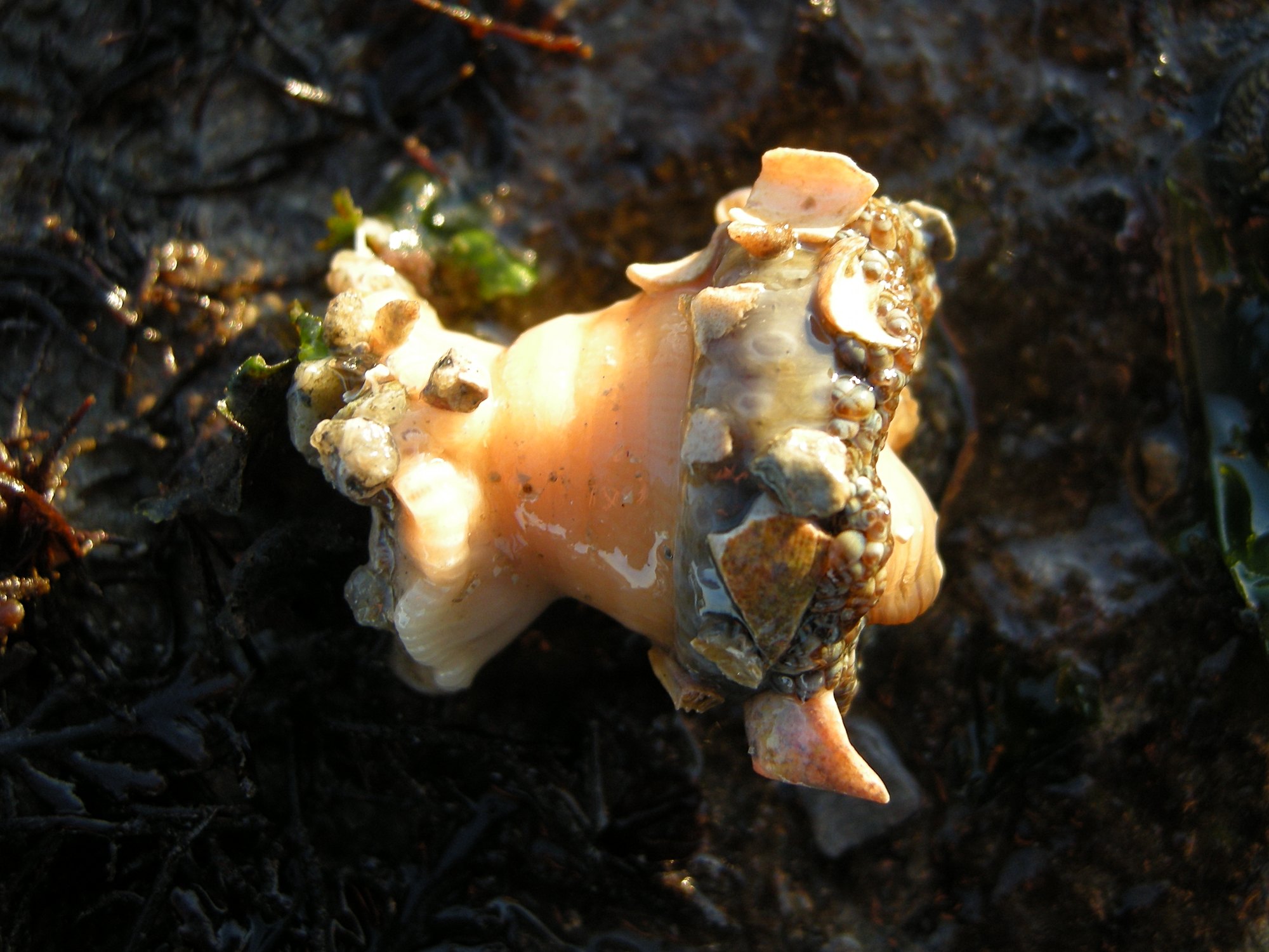 cereus_pedunculatus2md