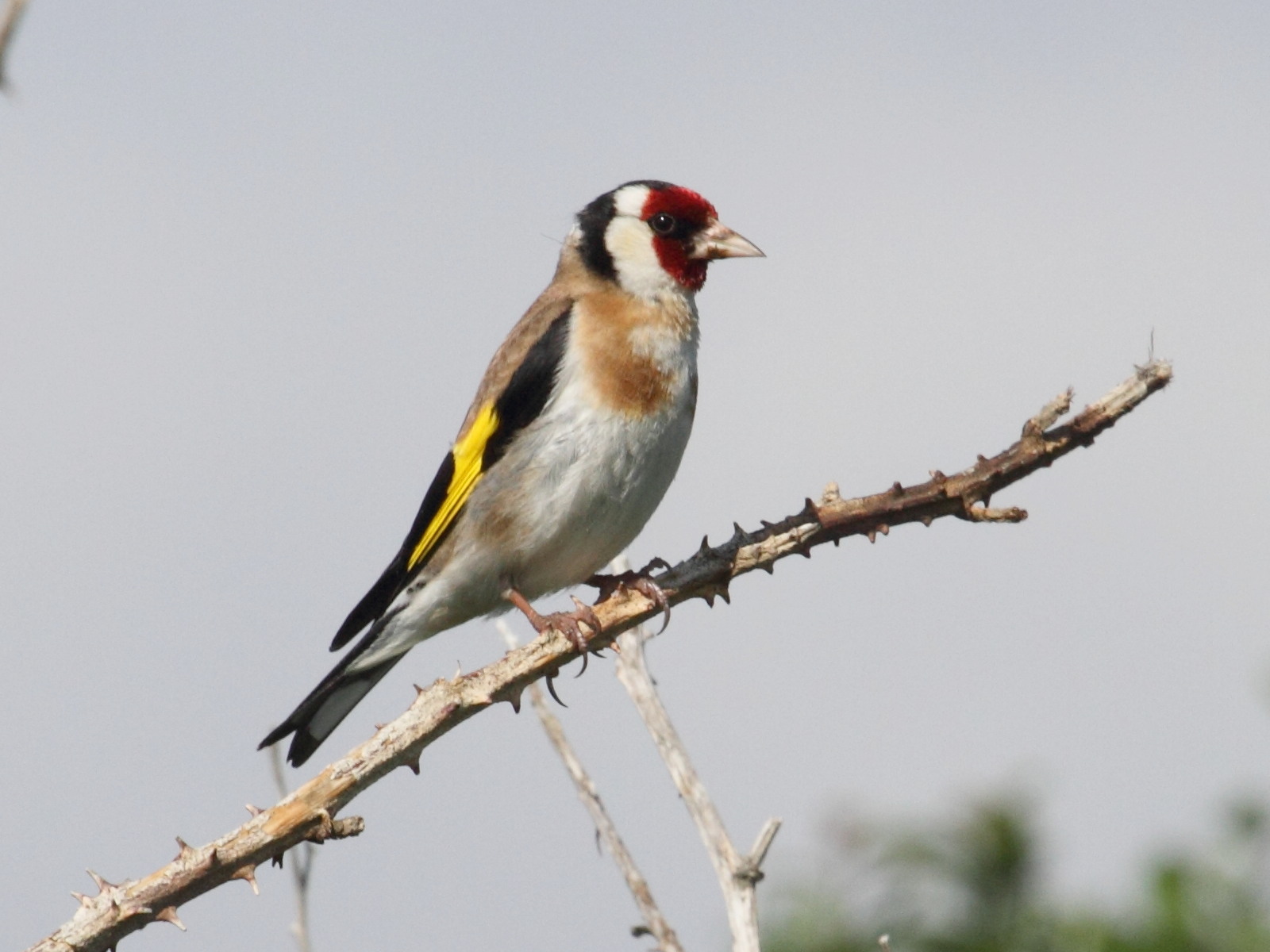 chardonneret_elegant_-_carduelis_carduelis5bd