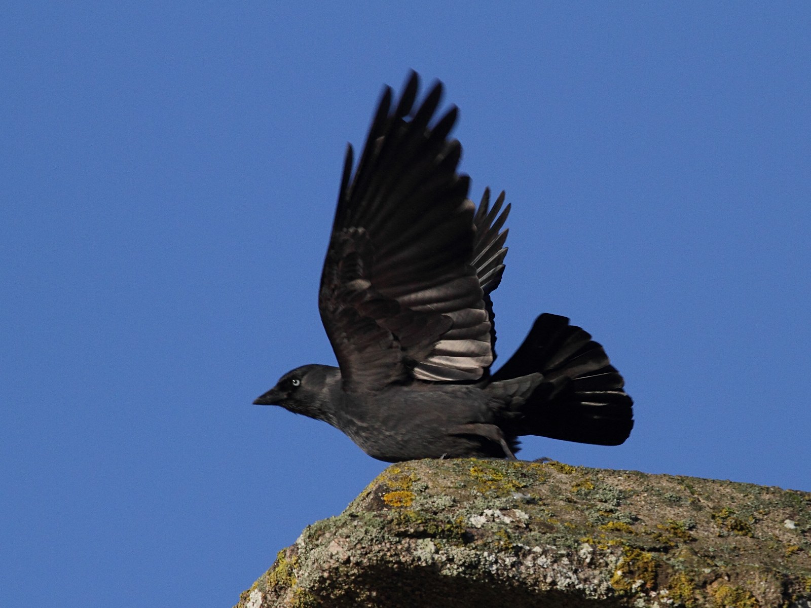 choucas_des_tours_-_corvus_monedula5bd