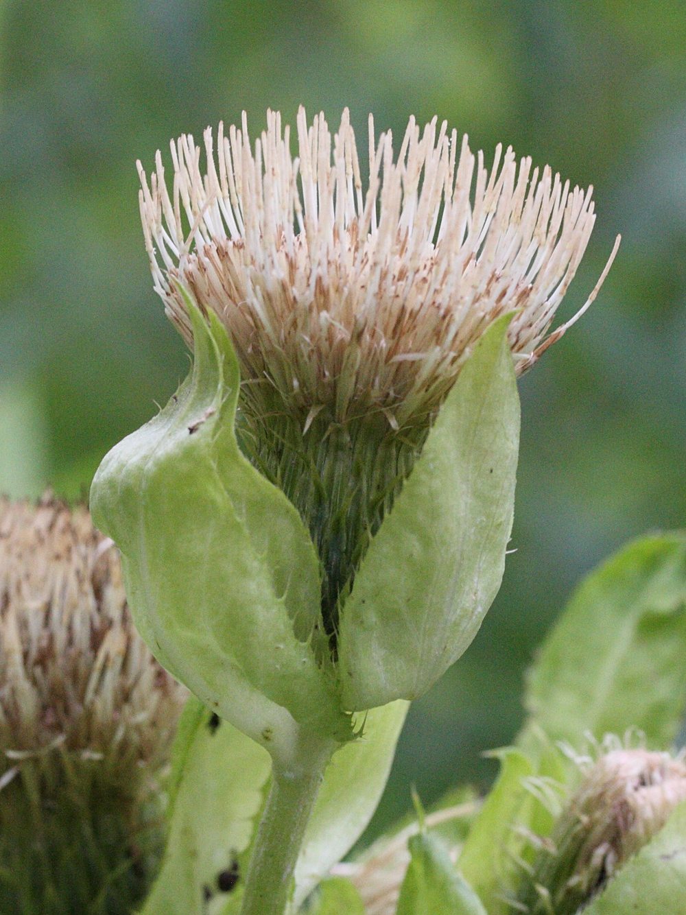 Afficher le média cirsium_oleraceum6md cirsium_oleraceum6md