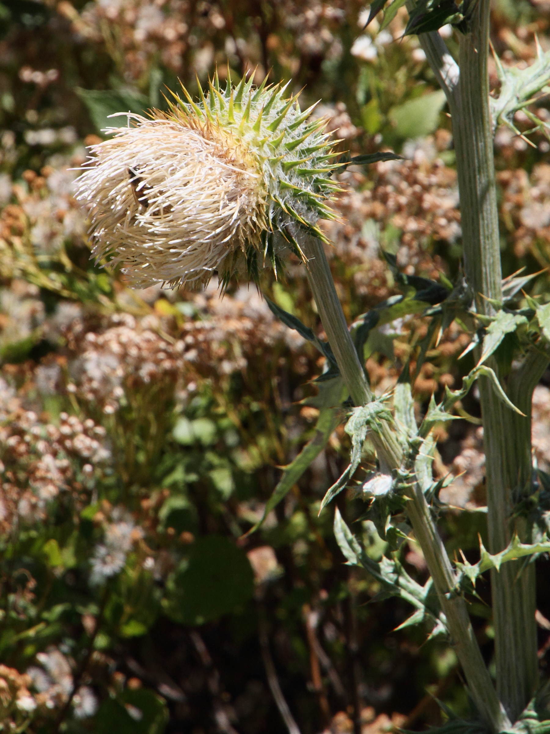 cirsium_subcoriaceum2md