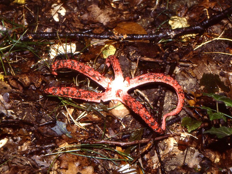 clathrus_archeri1mcf