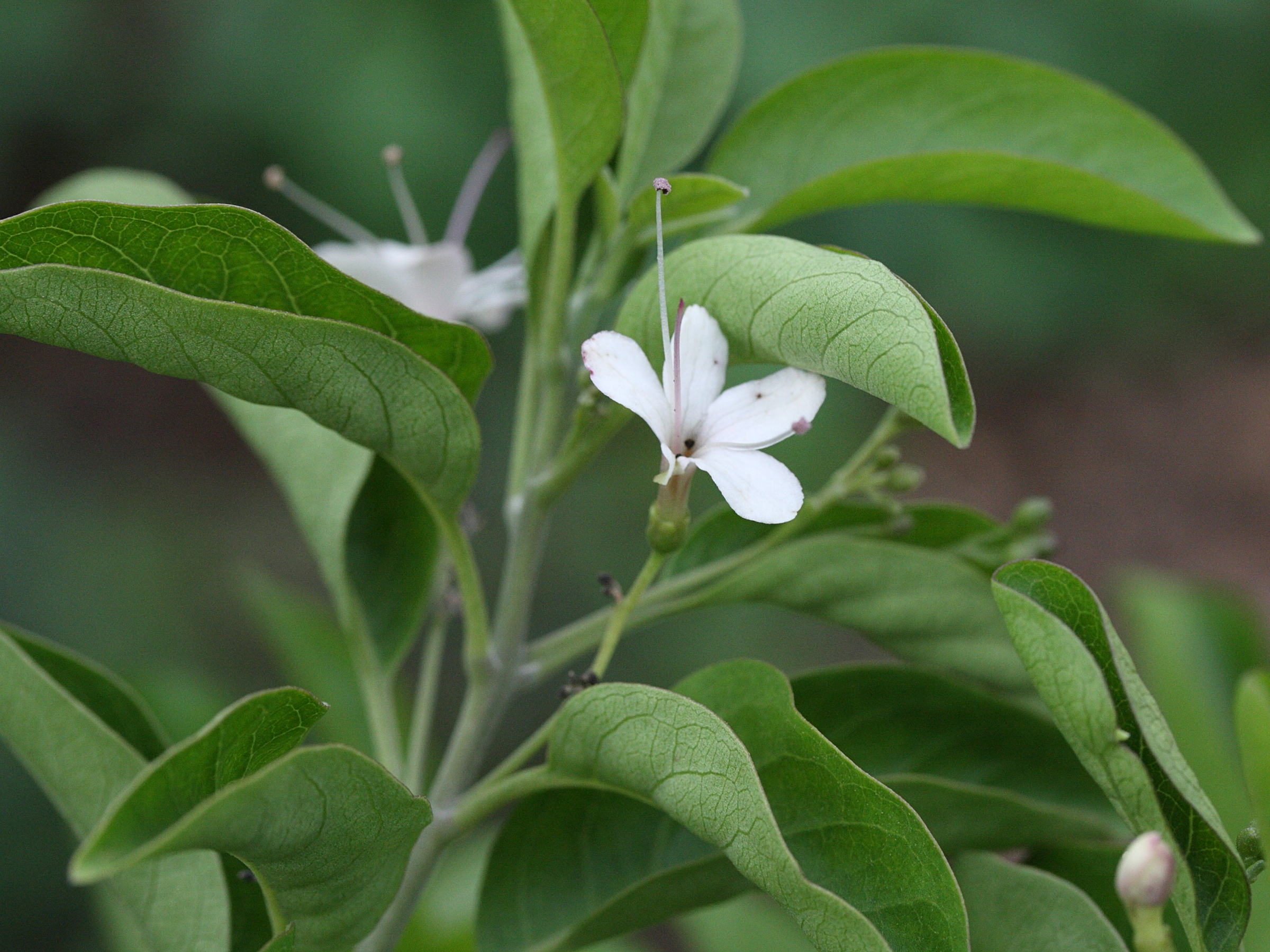 clerodendrum_heterophyllum2md