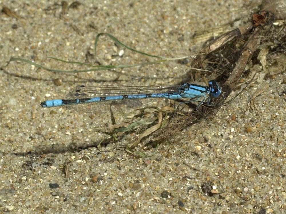 coenagrion_puella1md