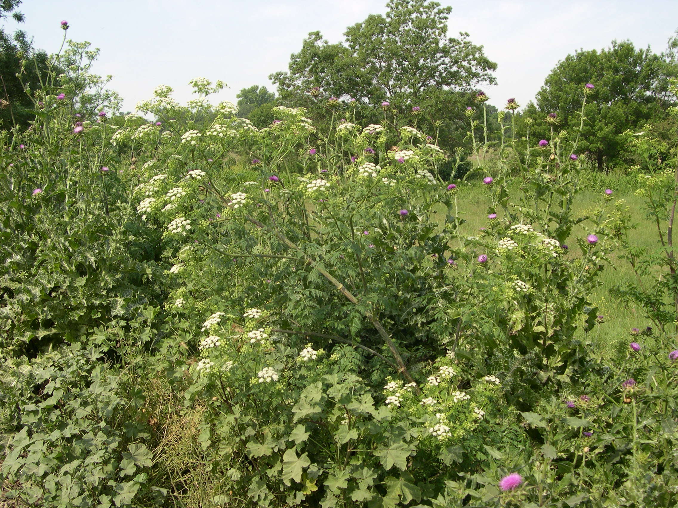 conium_maculatum1amd