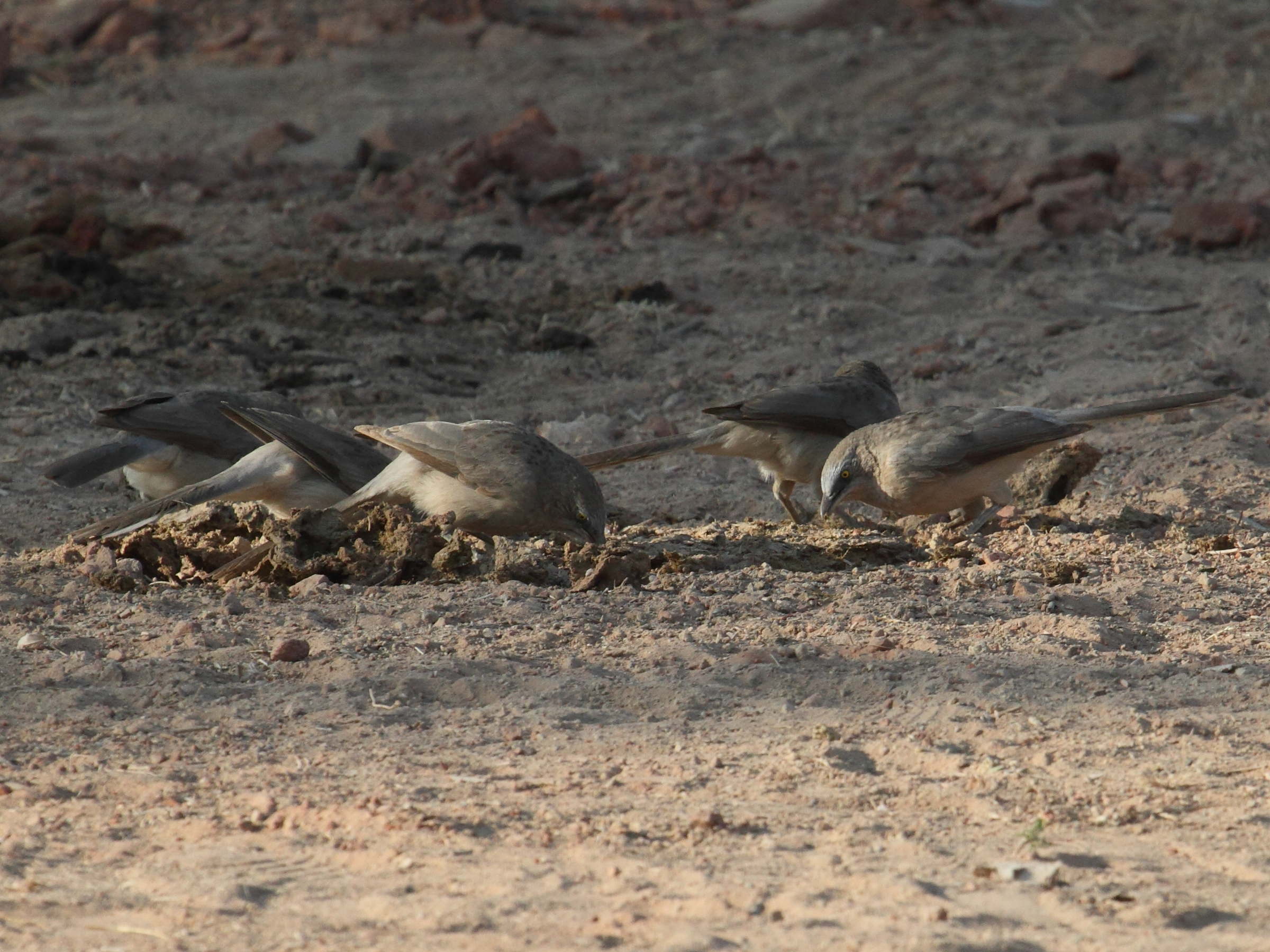 craterope_gris_-_turdoides_malcolmi1bd