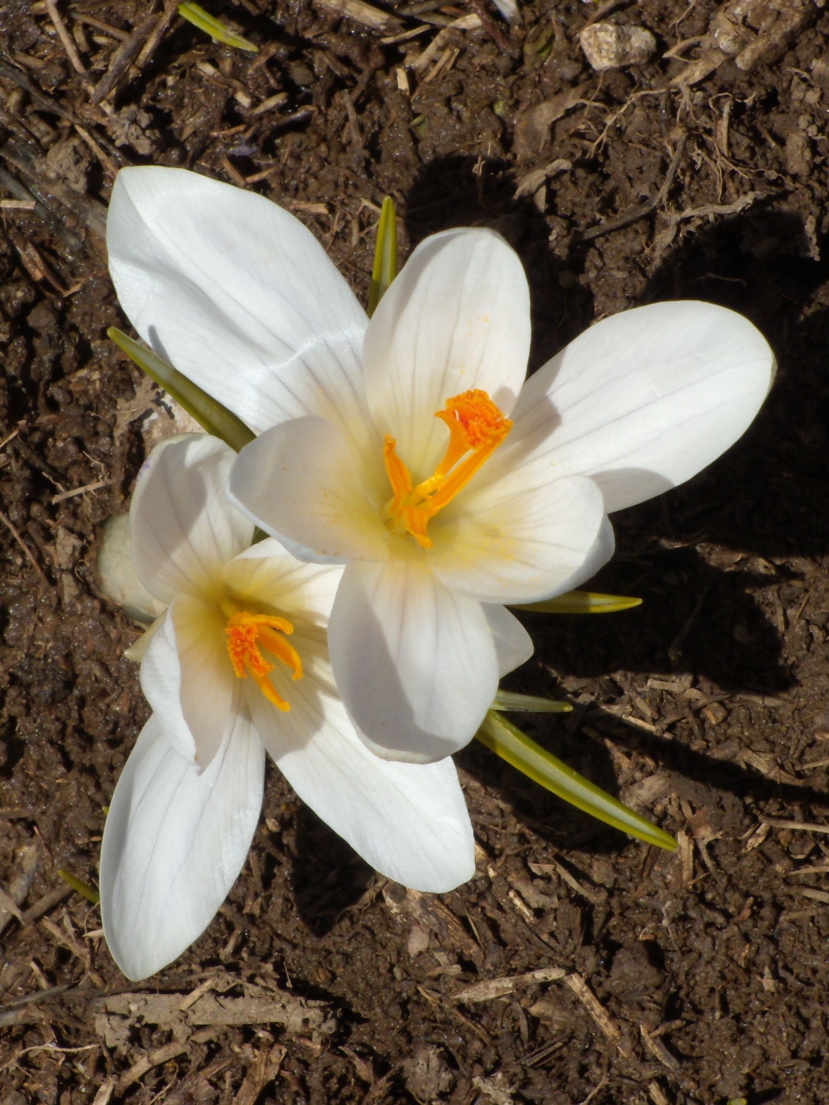crocus_vernus5gv