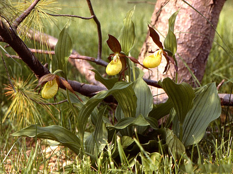 cypripedium_calceolus1mcf