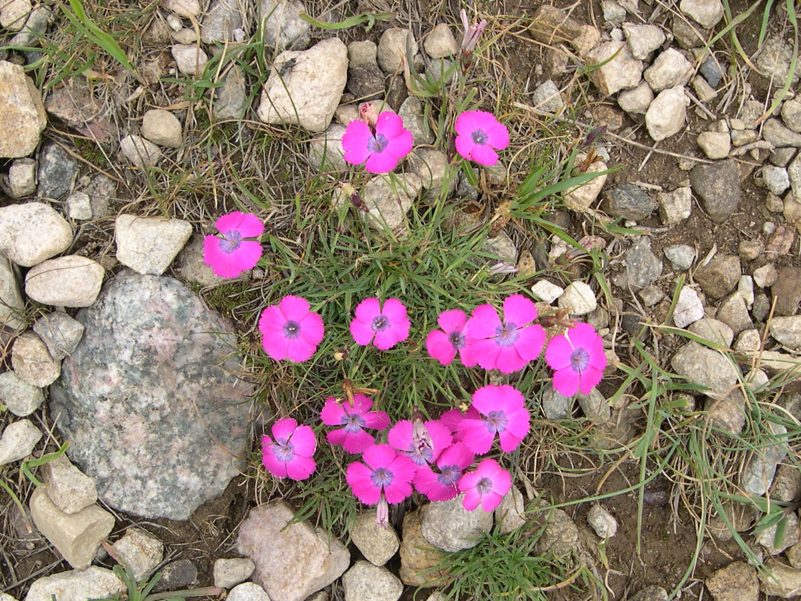 dianthus_deltoides4md