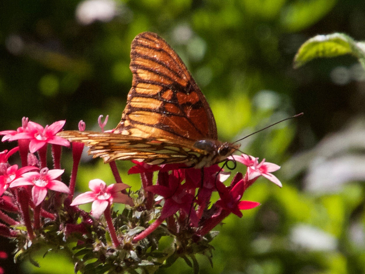 Afficher le média dione_moneta_poeyii3md dione_moneta_poeyii3md