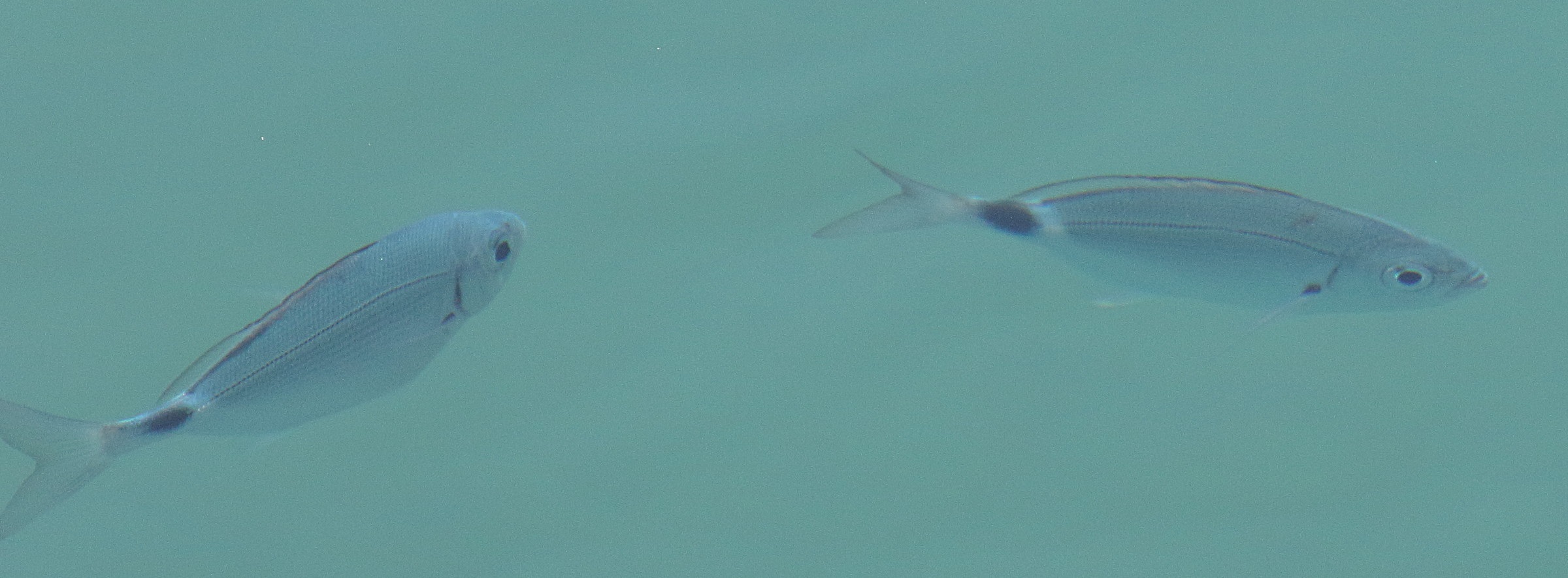 diplodus_annularis4bd