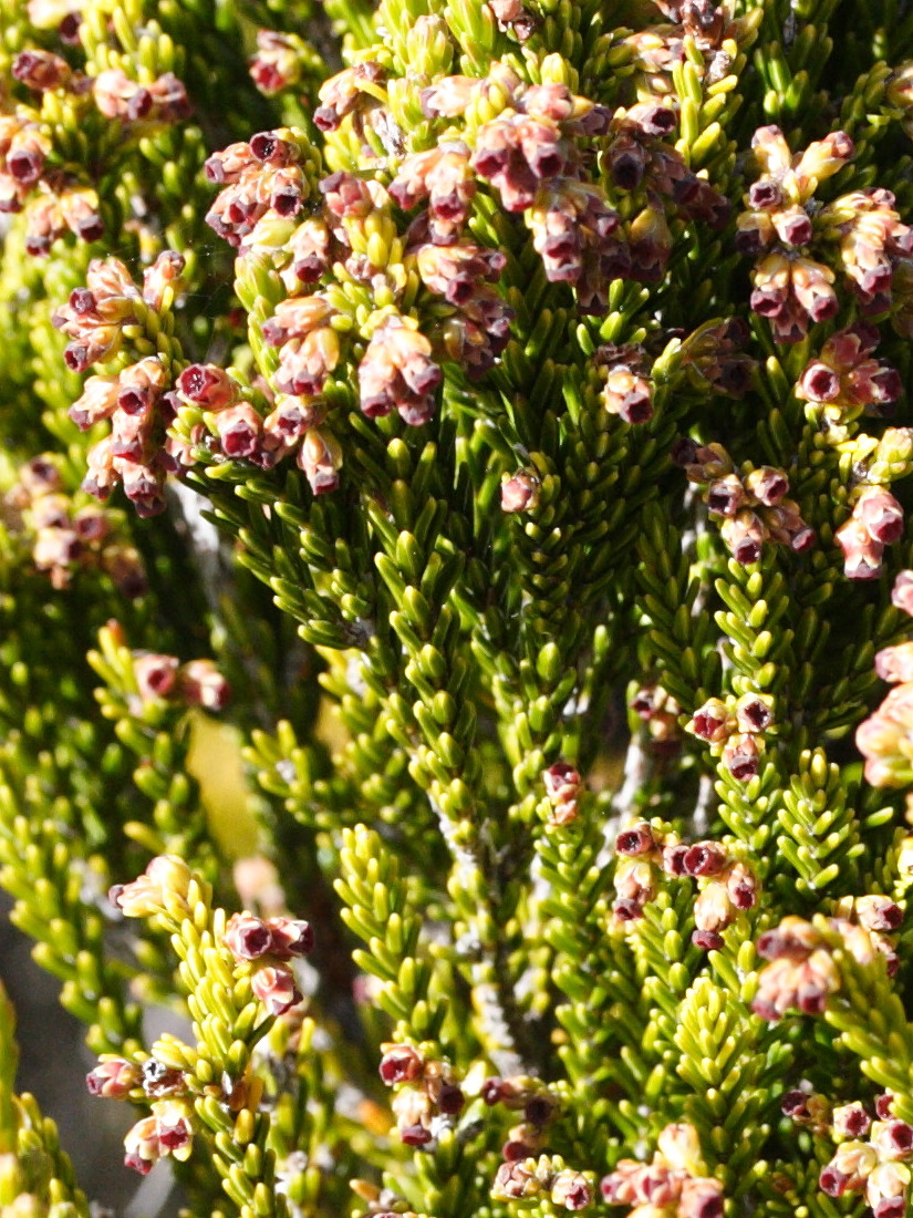 erica_reunionensis3md