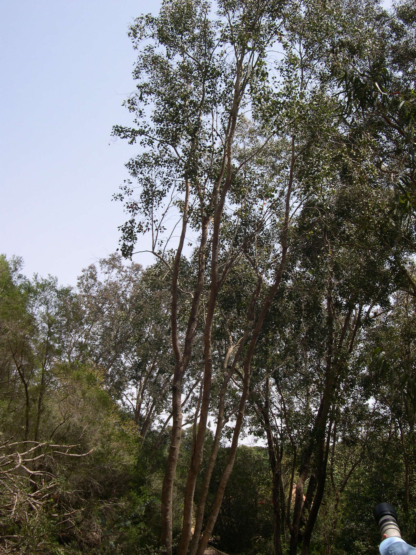eucalyptus_polyanthemos2md