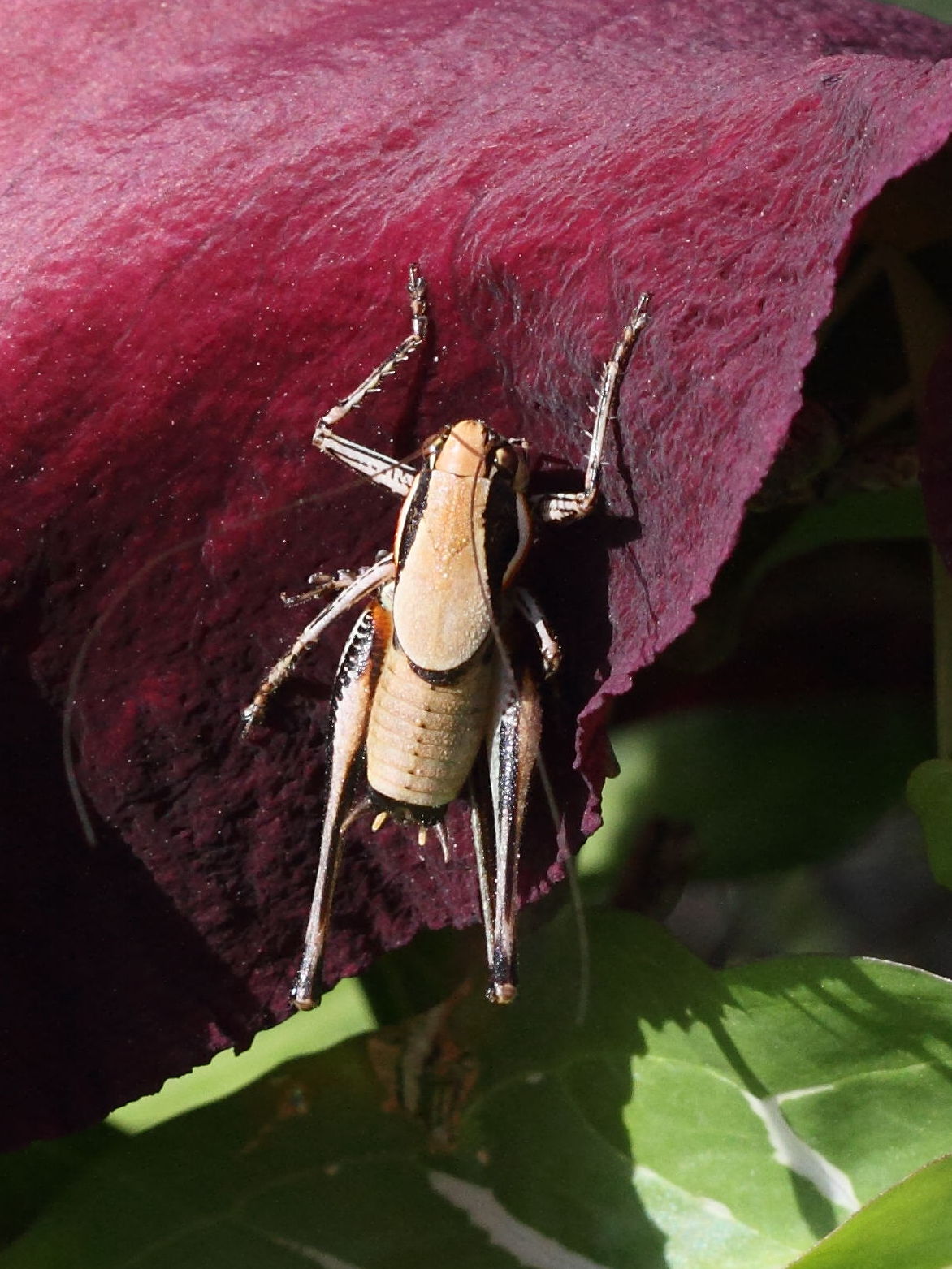 eupholidoptera_smyrnensis3bd