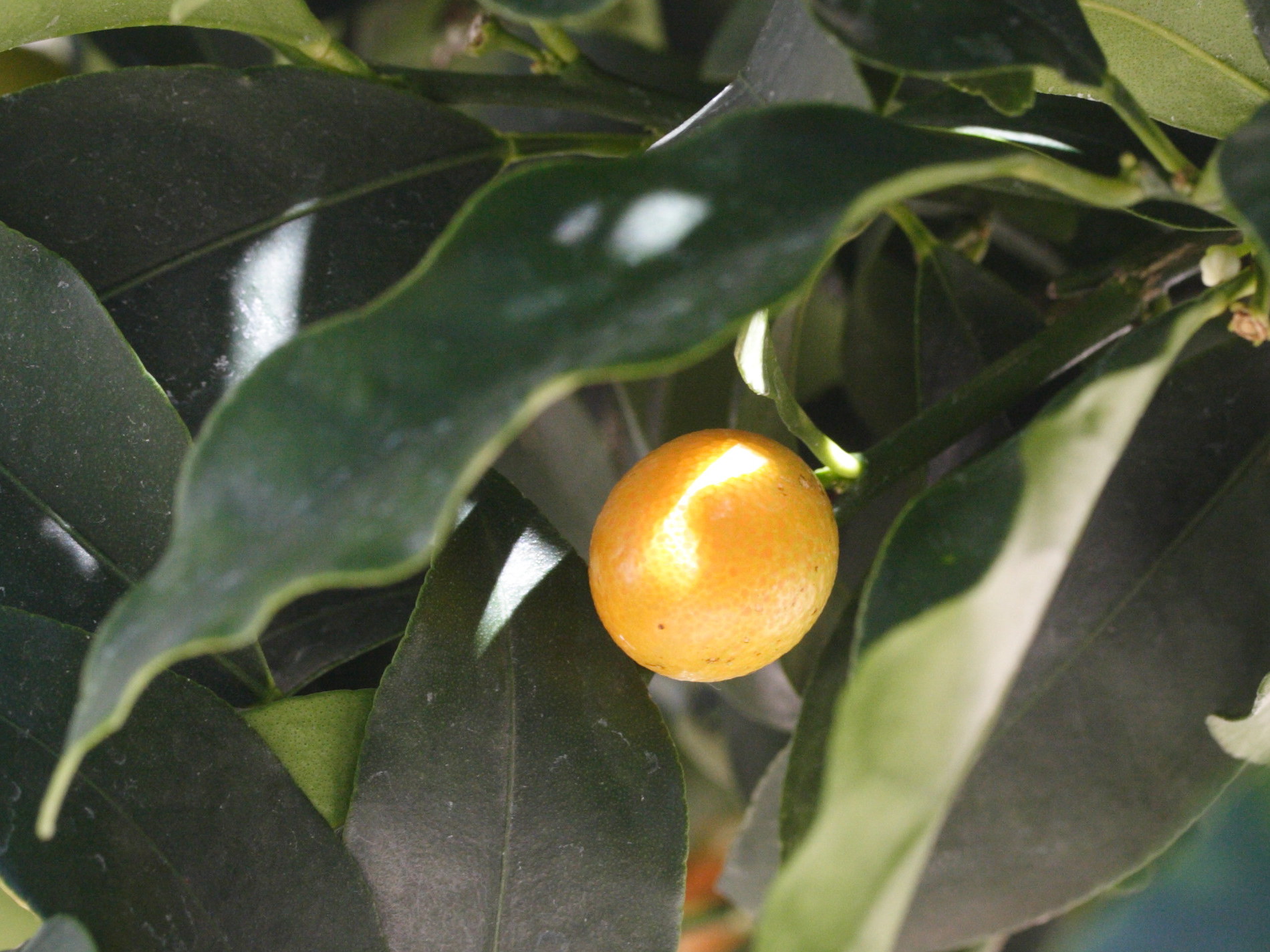 fortunella_margarita1md