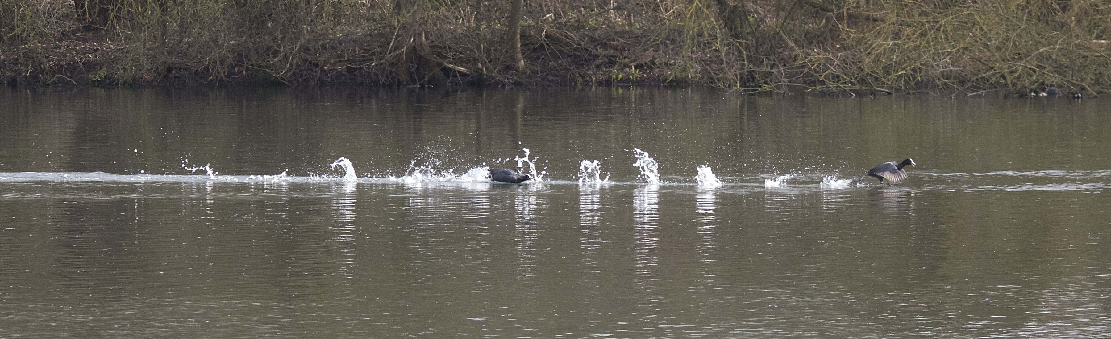 foulque_macroule_-_fulica_atra12md