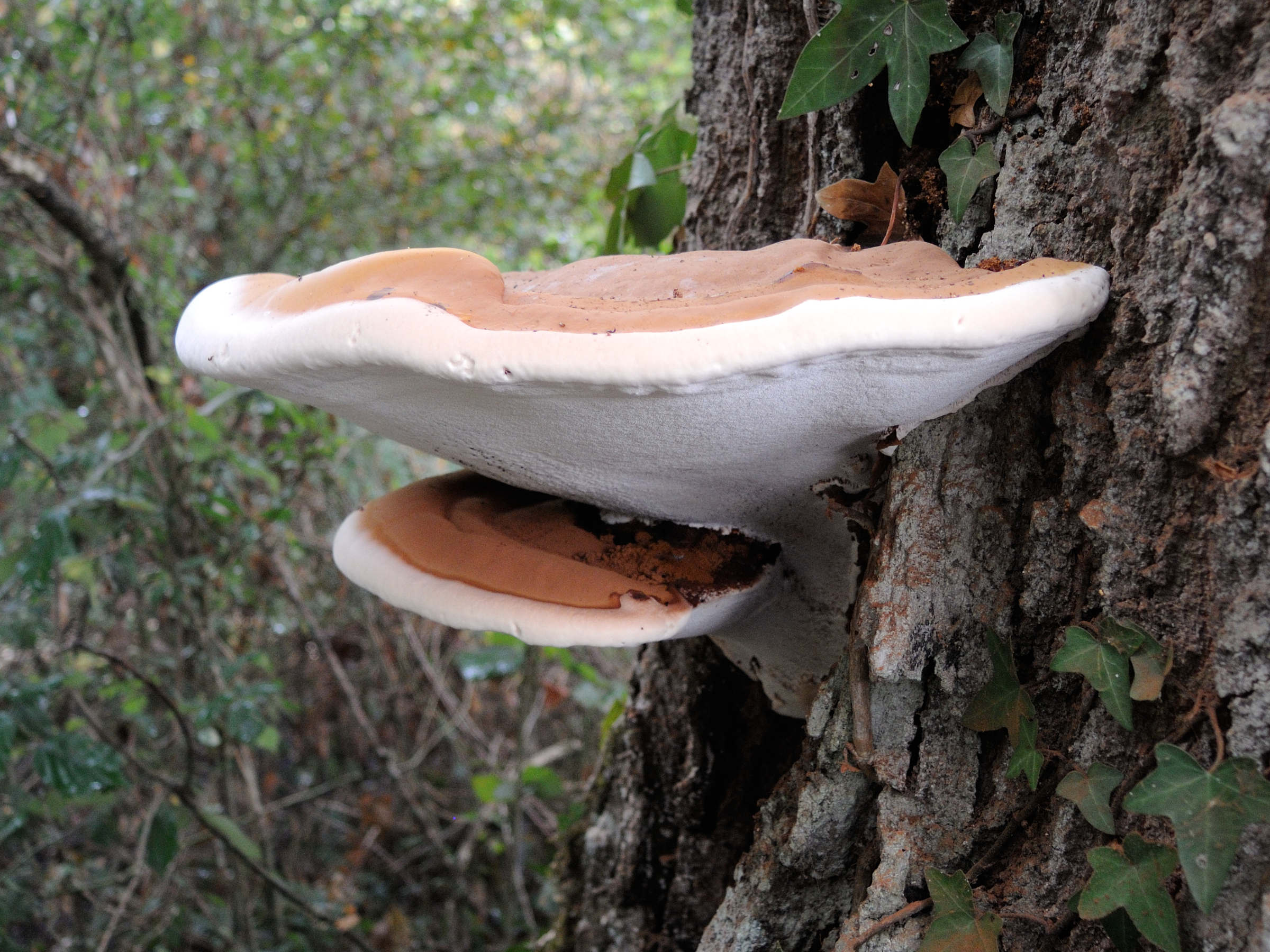 Afficher le média Ganoderma_adspersum Ganoderma_adspersum