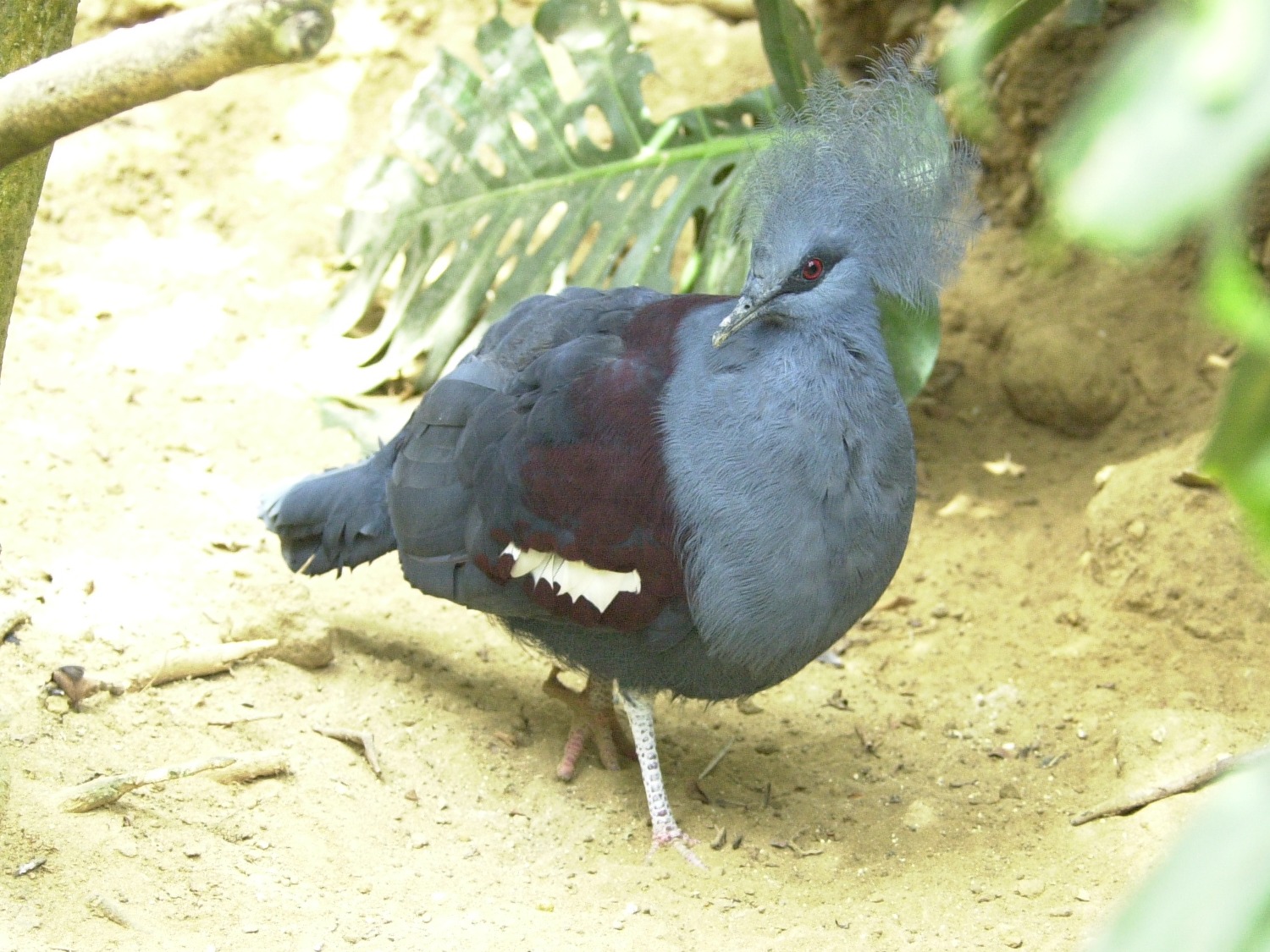 goura_couronne_-_goura_cristata1md