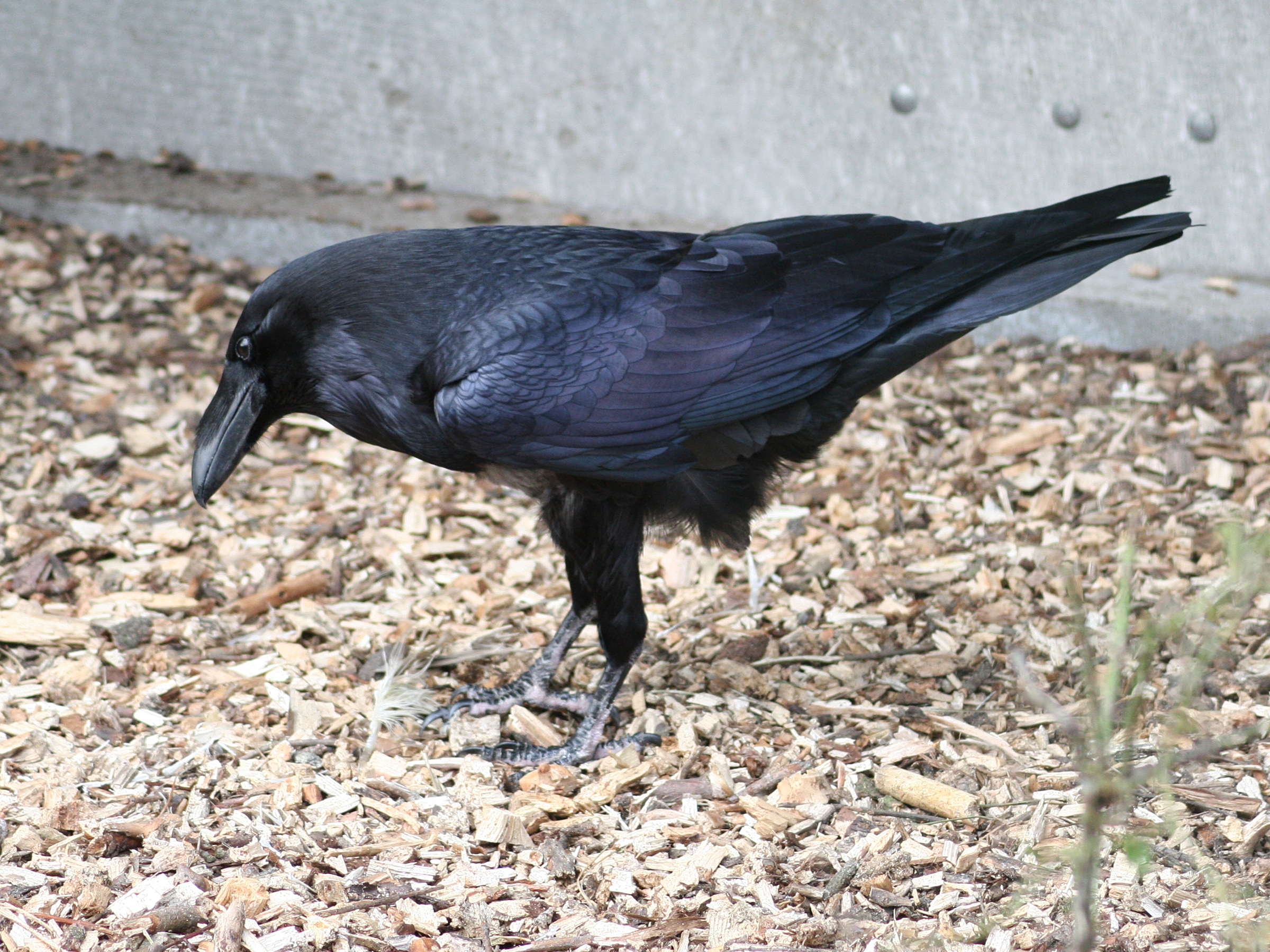 grand_corbeau_-_corvus_corax4md