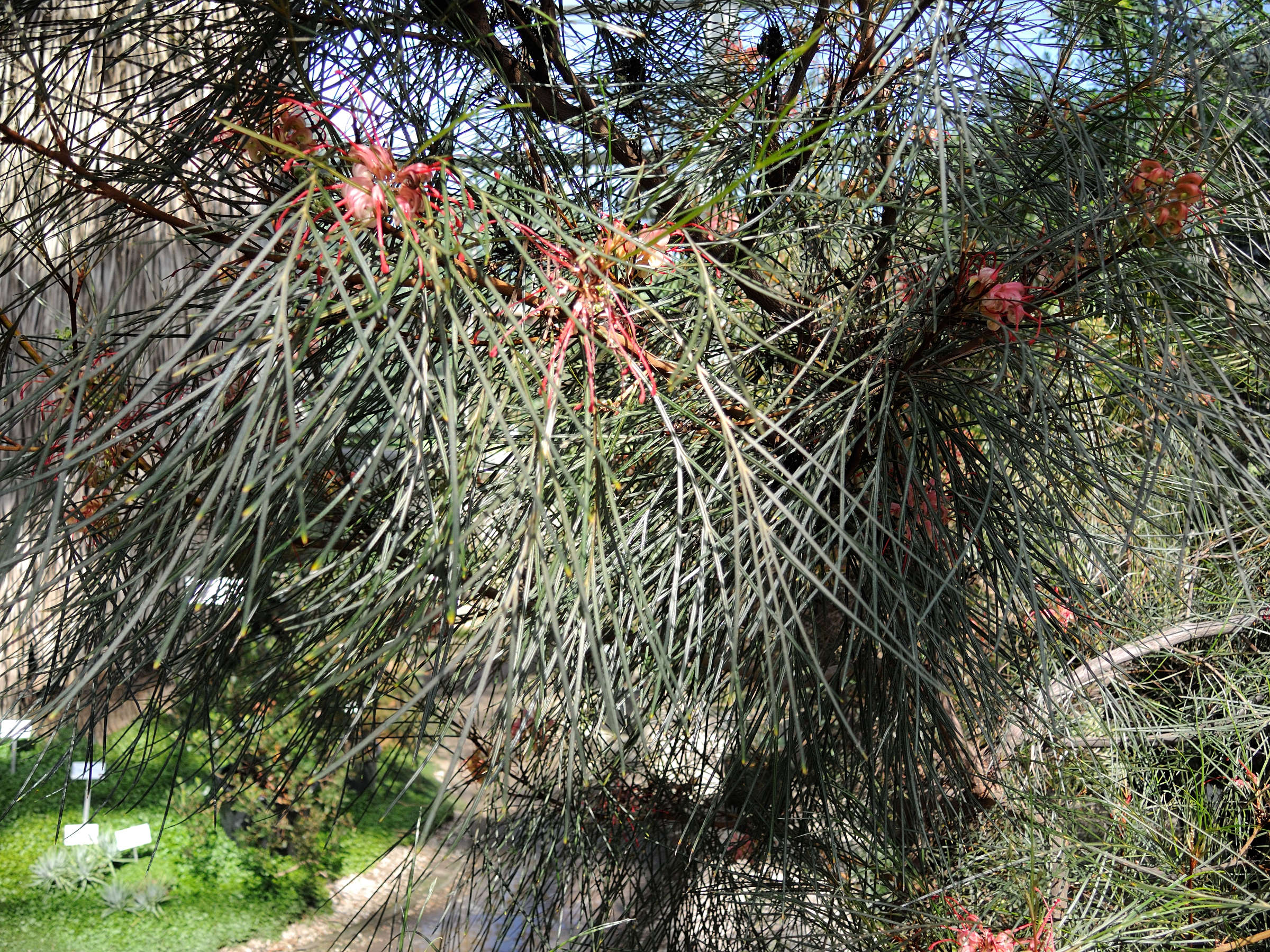 grevillea_johnsonii1md