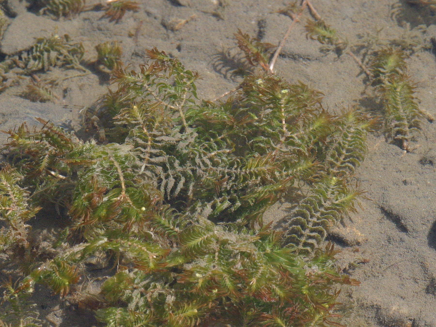 groenlandia_densa2md