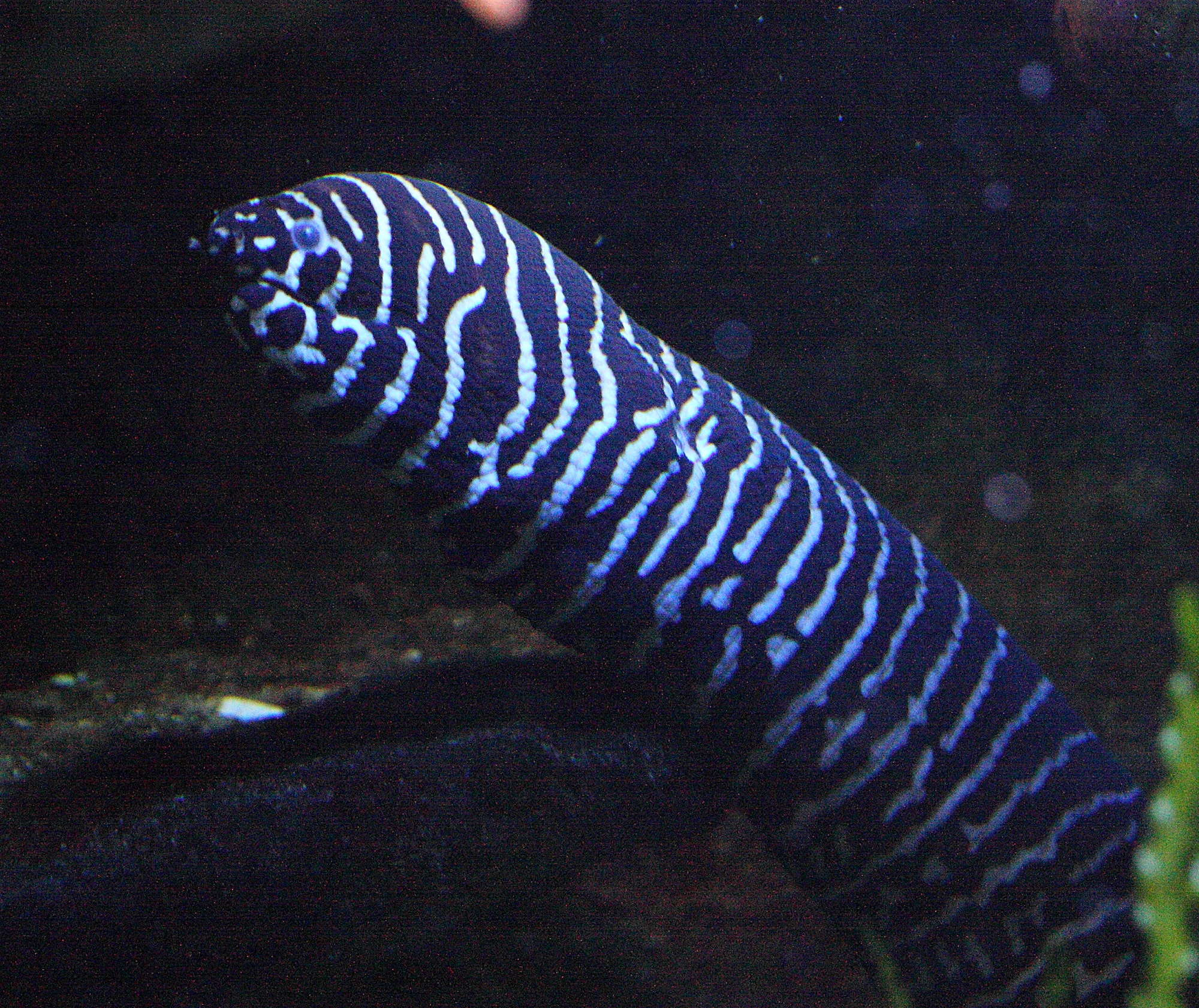 gymnomuraena_zebra1bd