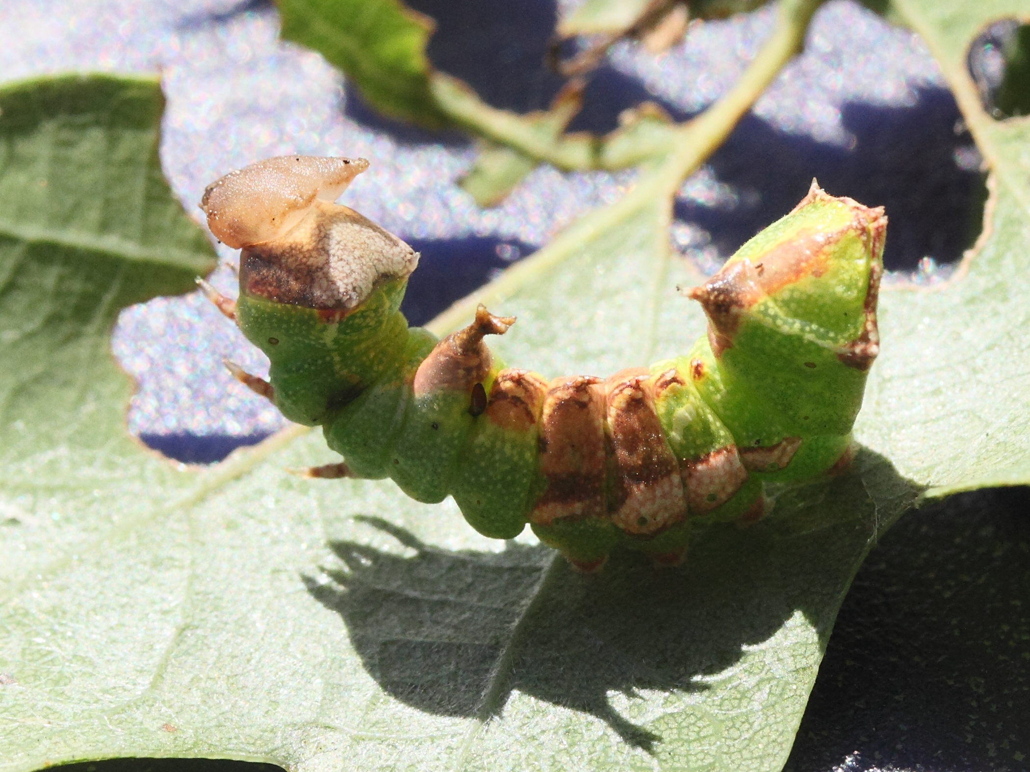 harpyia_milhauseri_ch3md