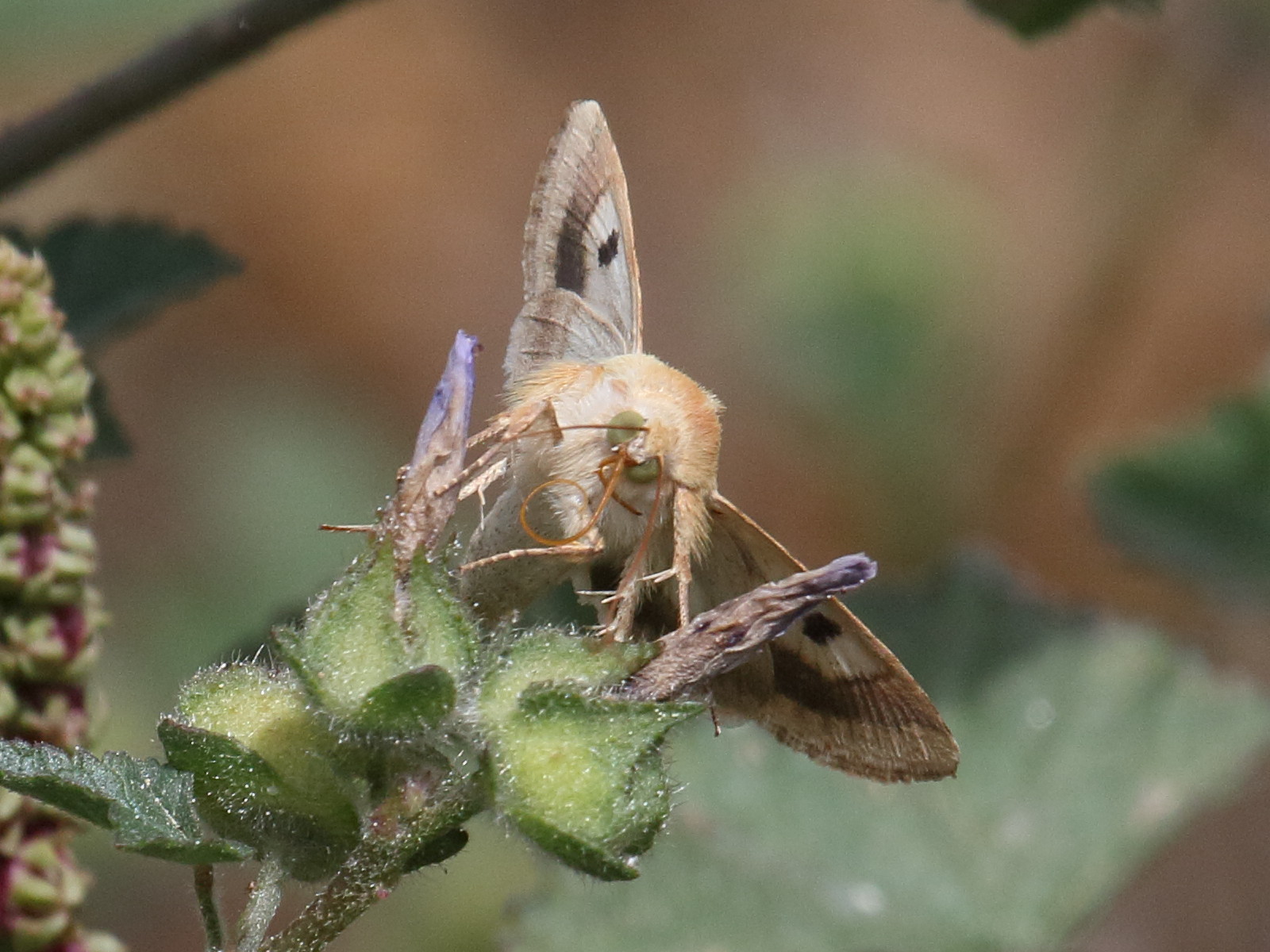 heliothis_peltigera4bd