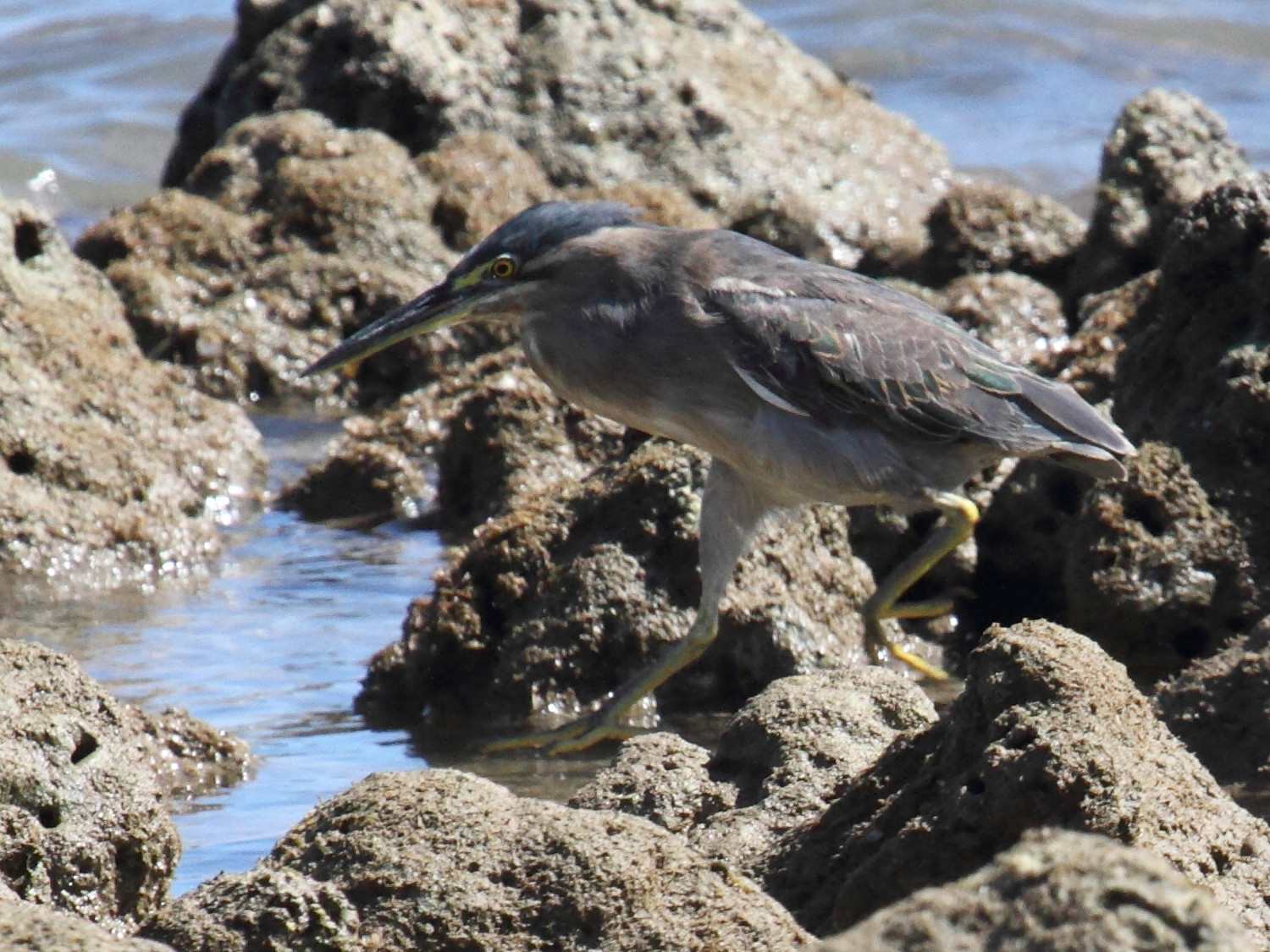 Afficher le média heron_strie_-_butorides_striata4bd heron_strie_-_butorides_striata4bd