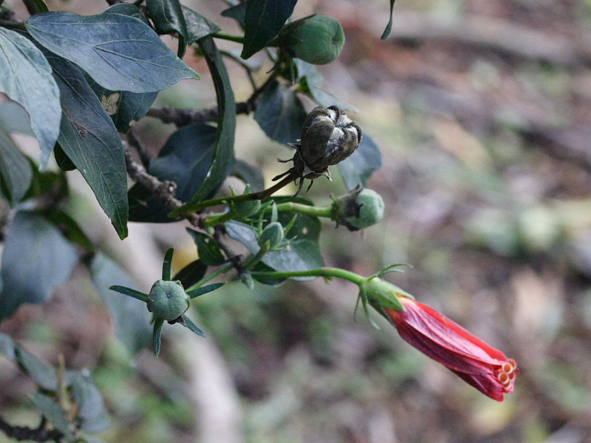 hibiscus_boryanus3md