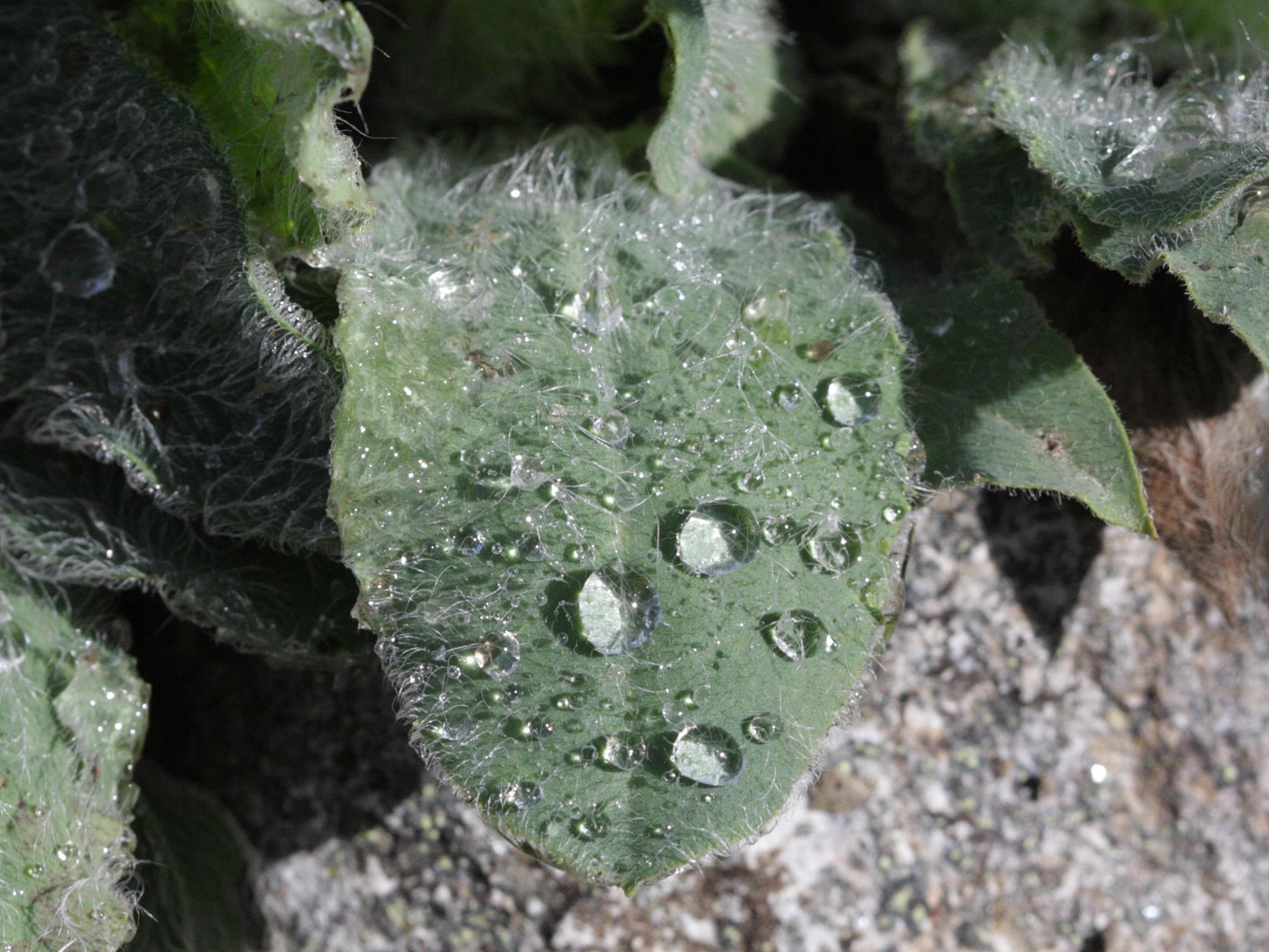 hieracium_lawsonii4bd