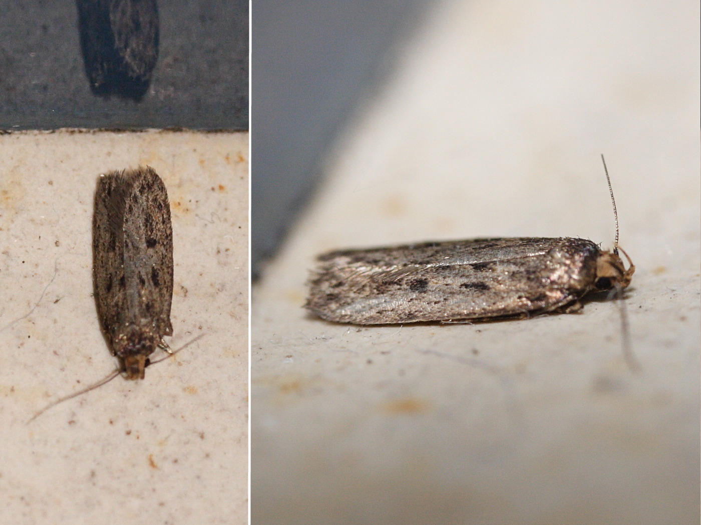 Afficher le média Hofmannophila_pseudospretella Hofmannophila_pseudospretella