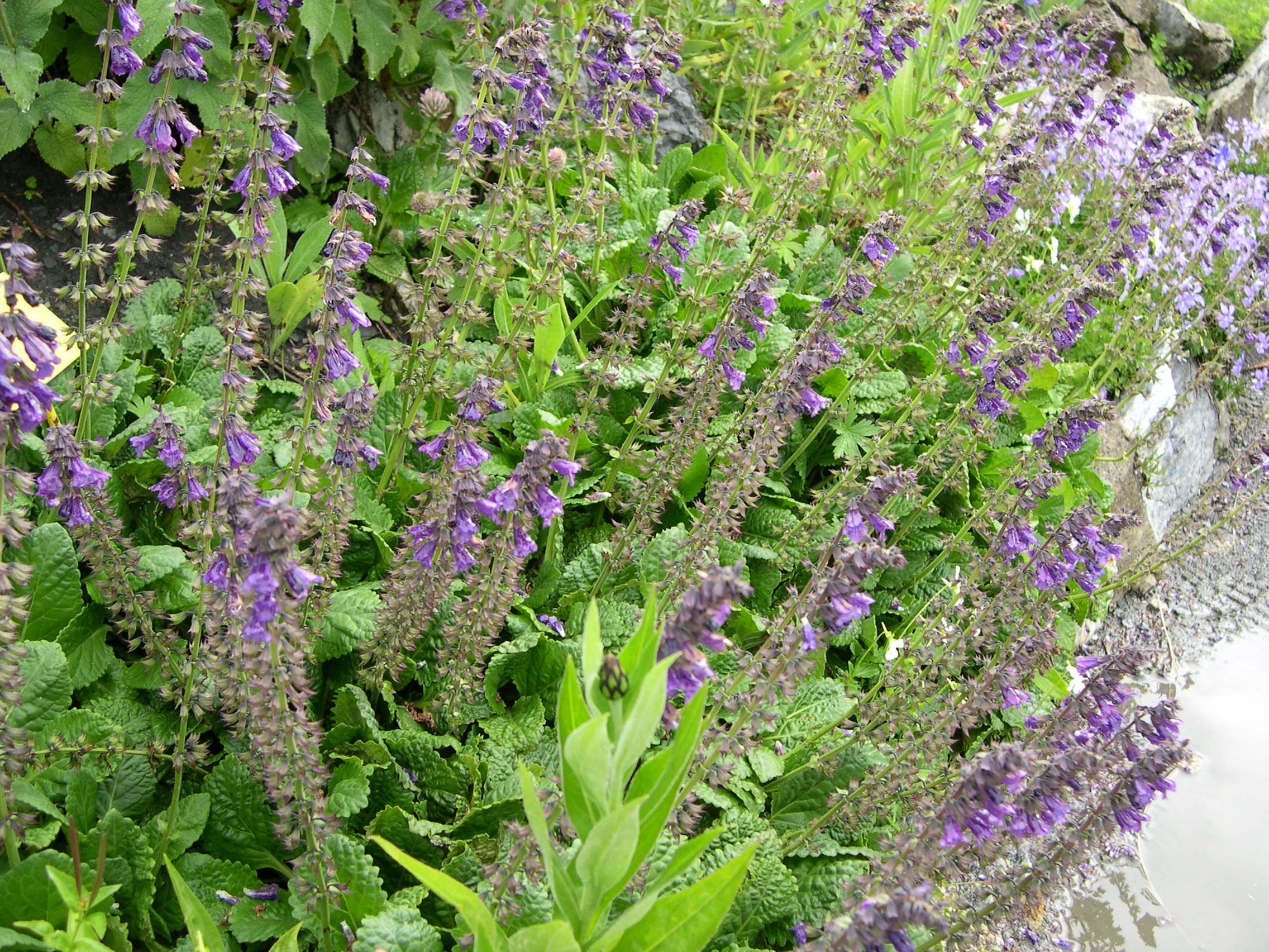 horminum_pyrenaicum1md