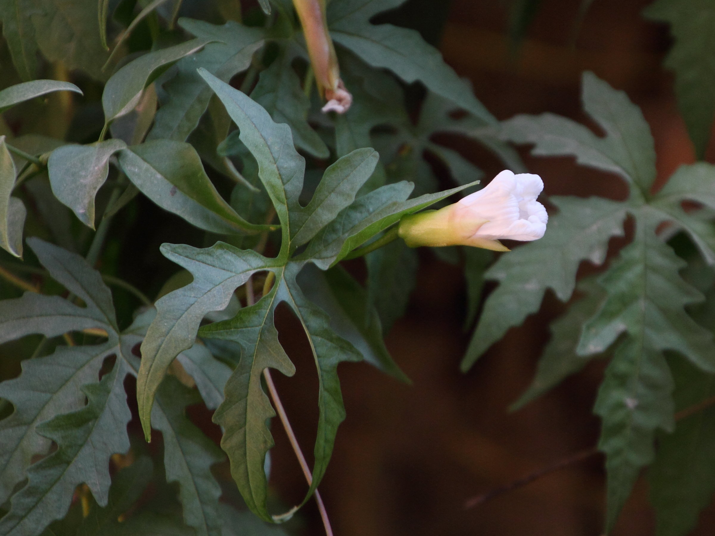 ipomoea_pes-tigridis3md