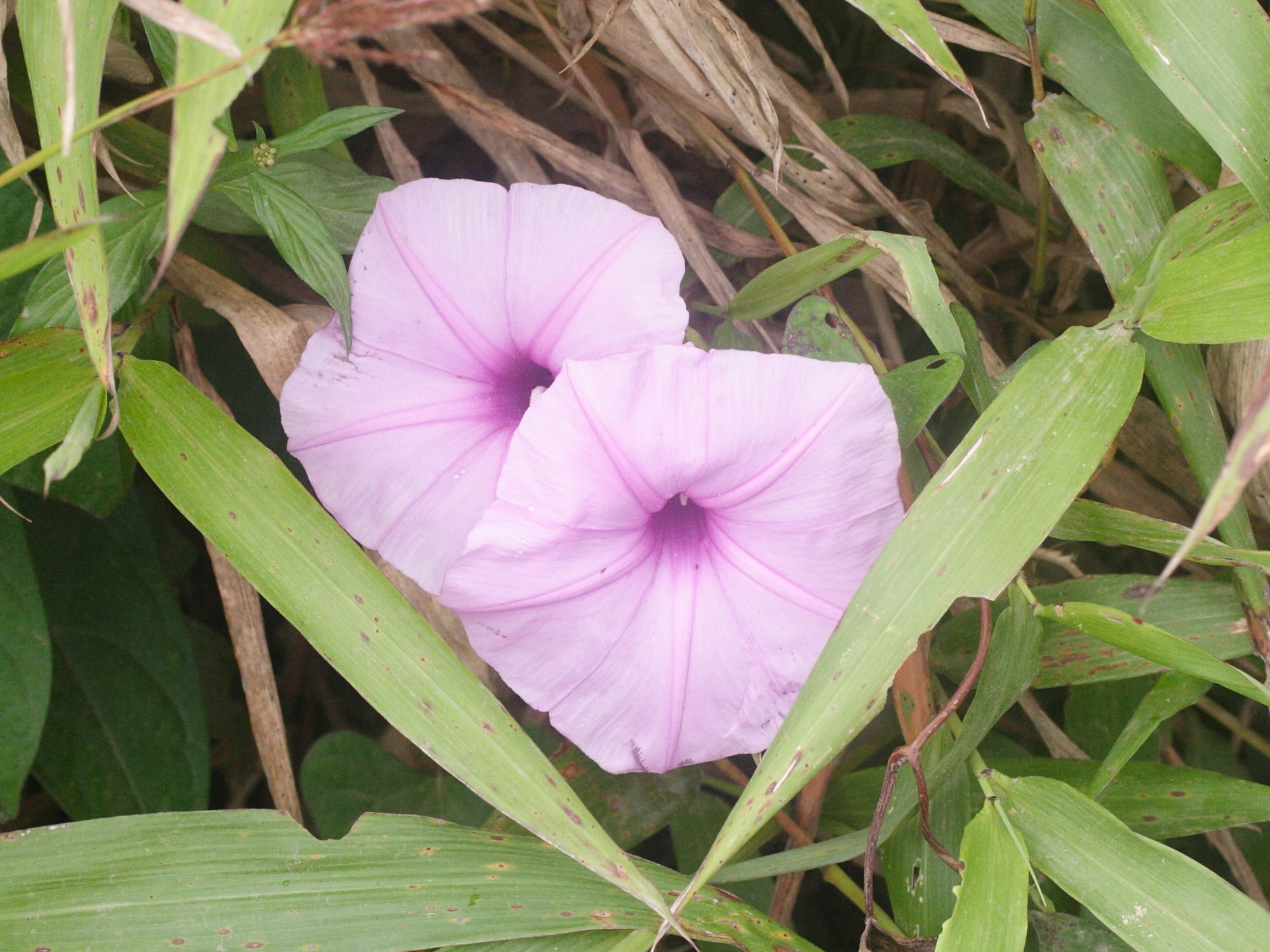 ipomoea_setifera1md