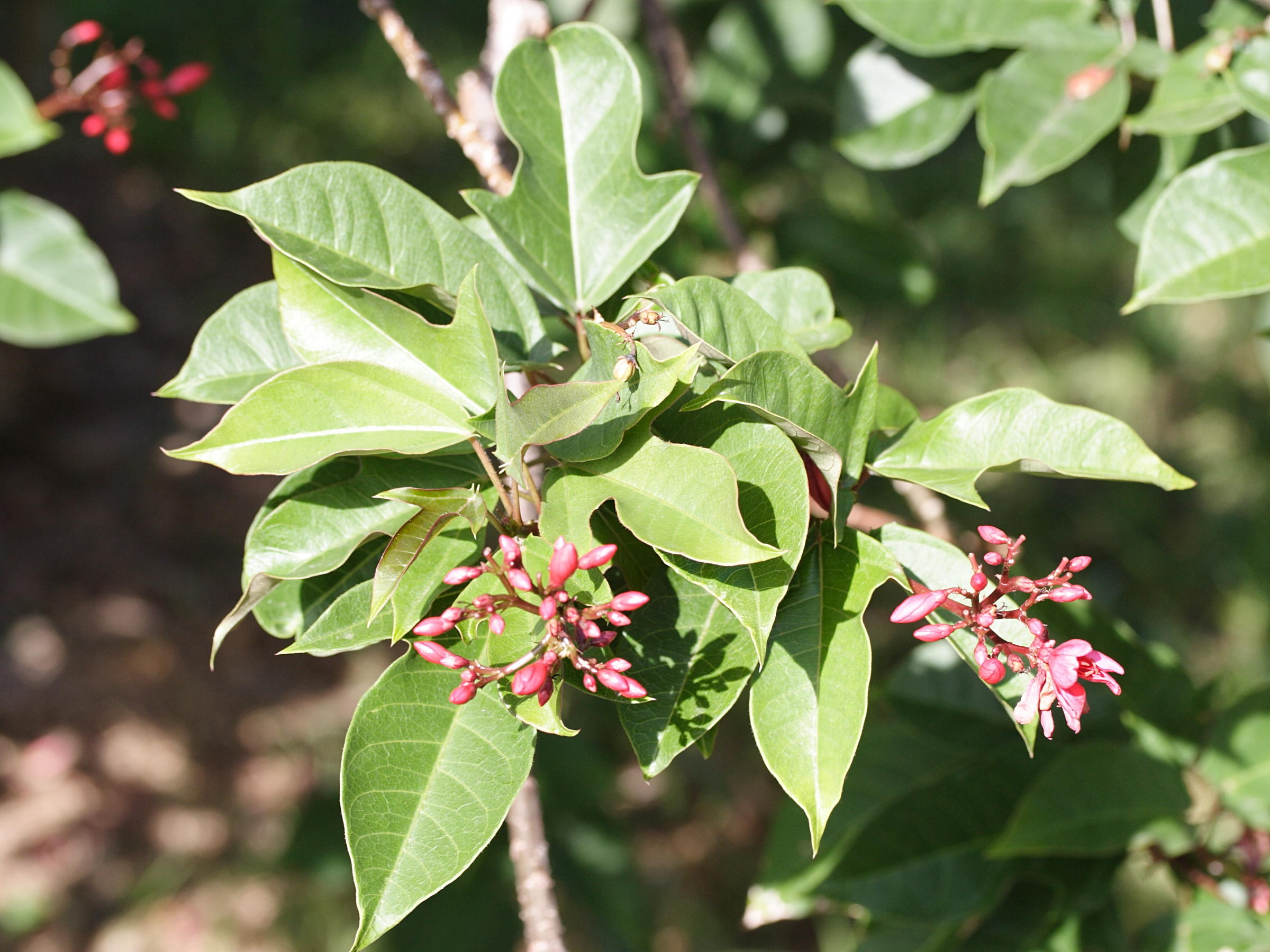 jatropha_integerrima6md