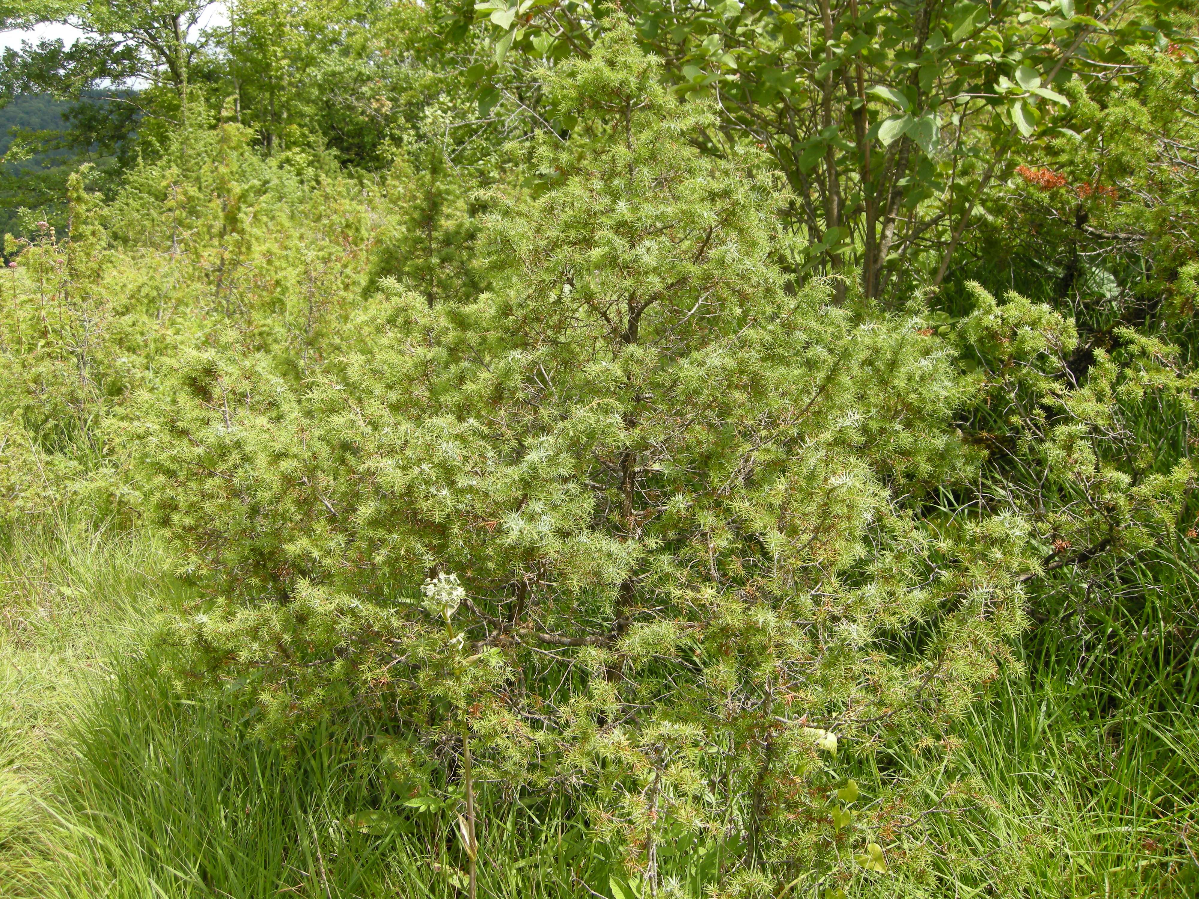 juniperus_communis5md
