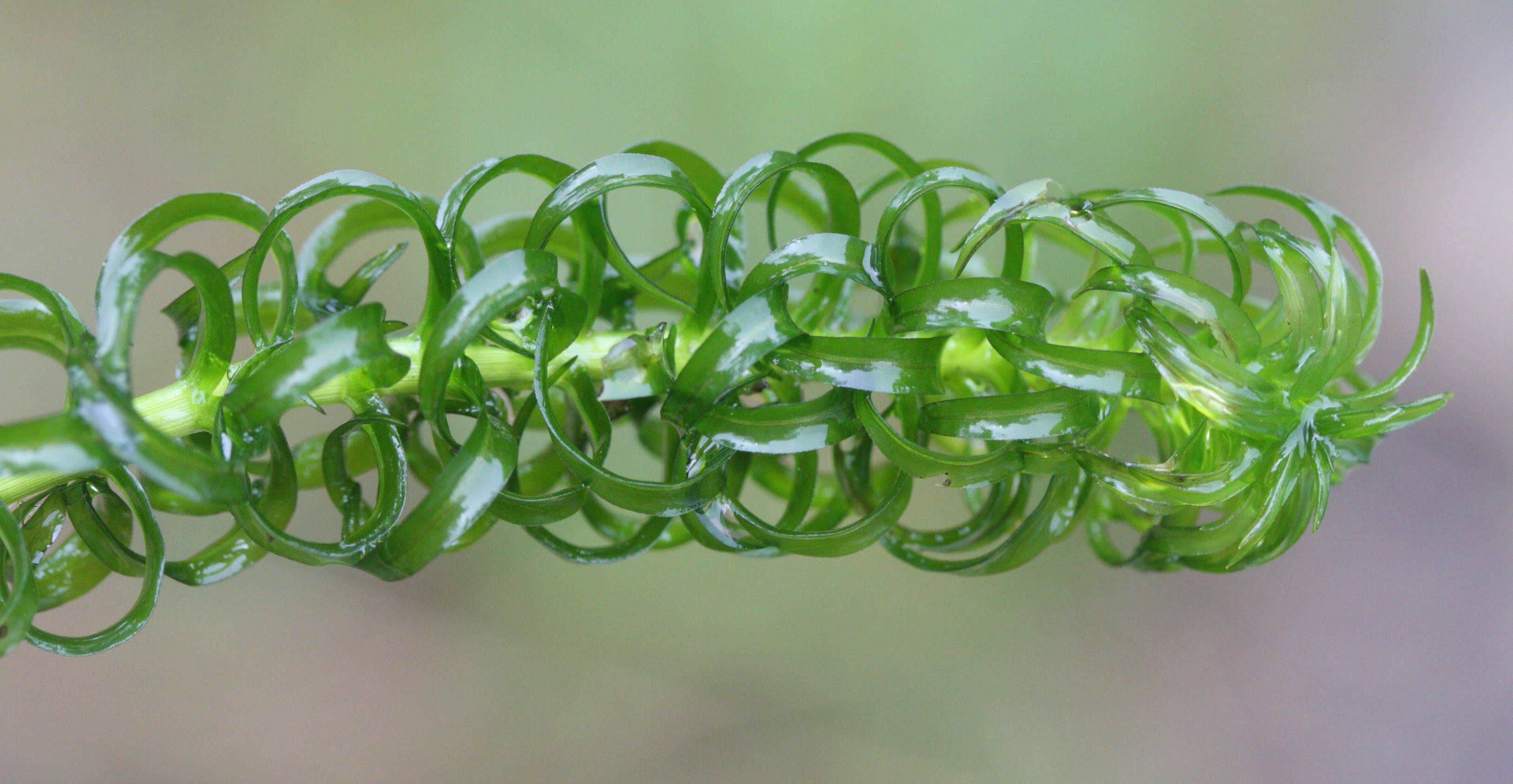 lagarosiphon_major2md