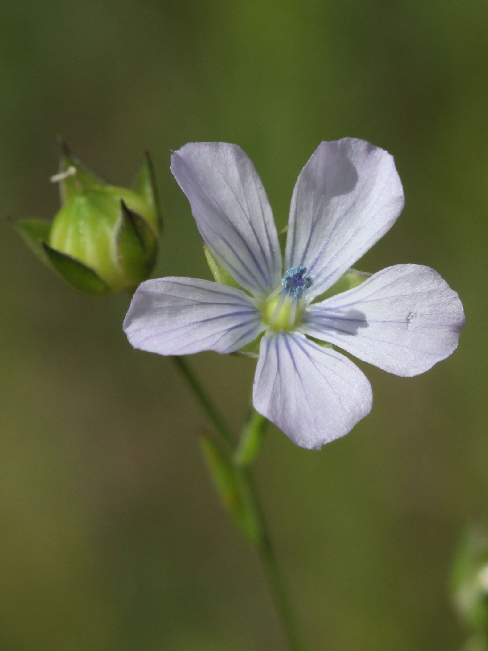 Afficher le média linum_bienne2bd linum_bienne2bd