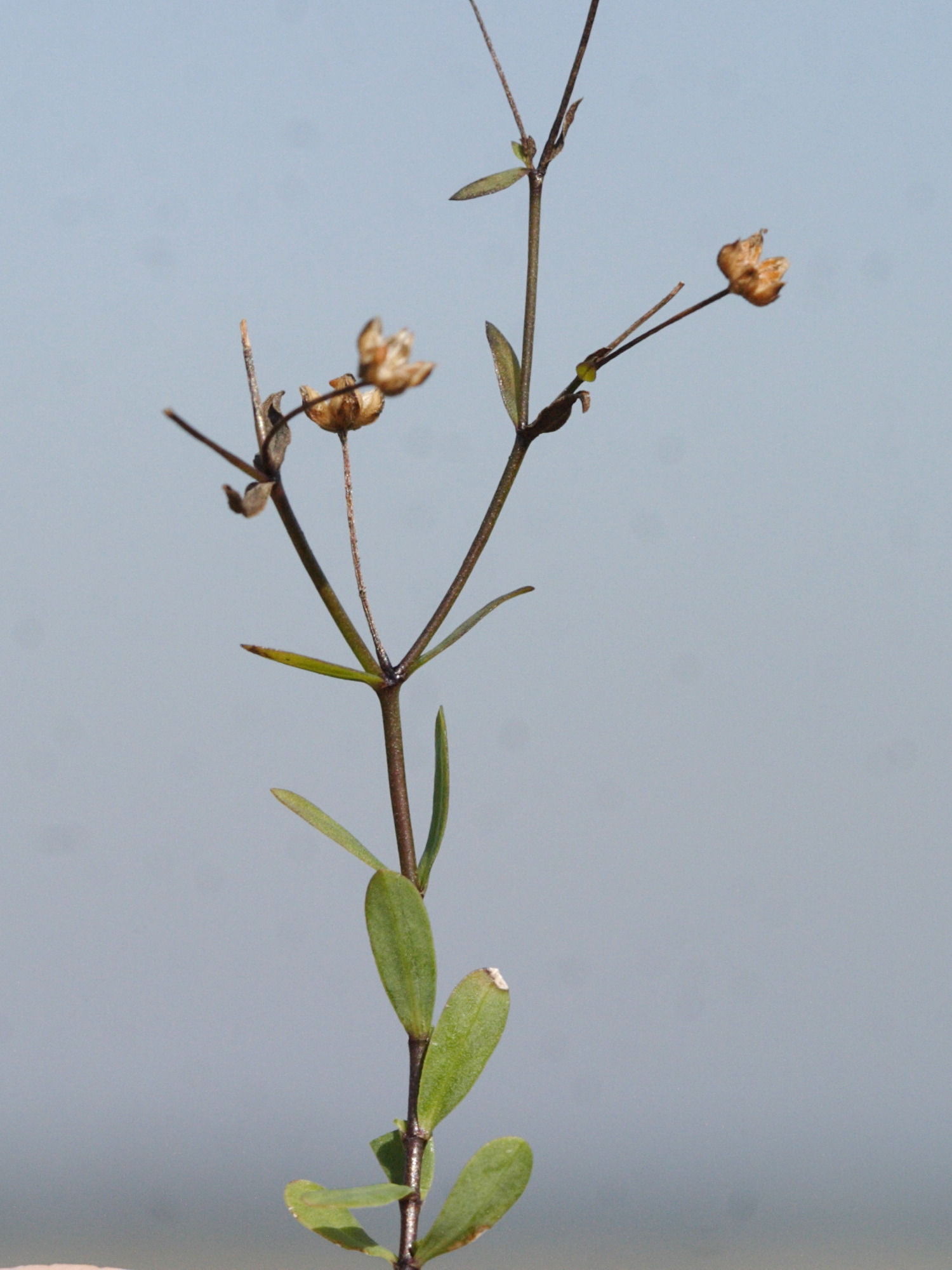 linum_catharticum3md