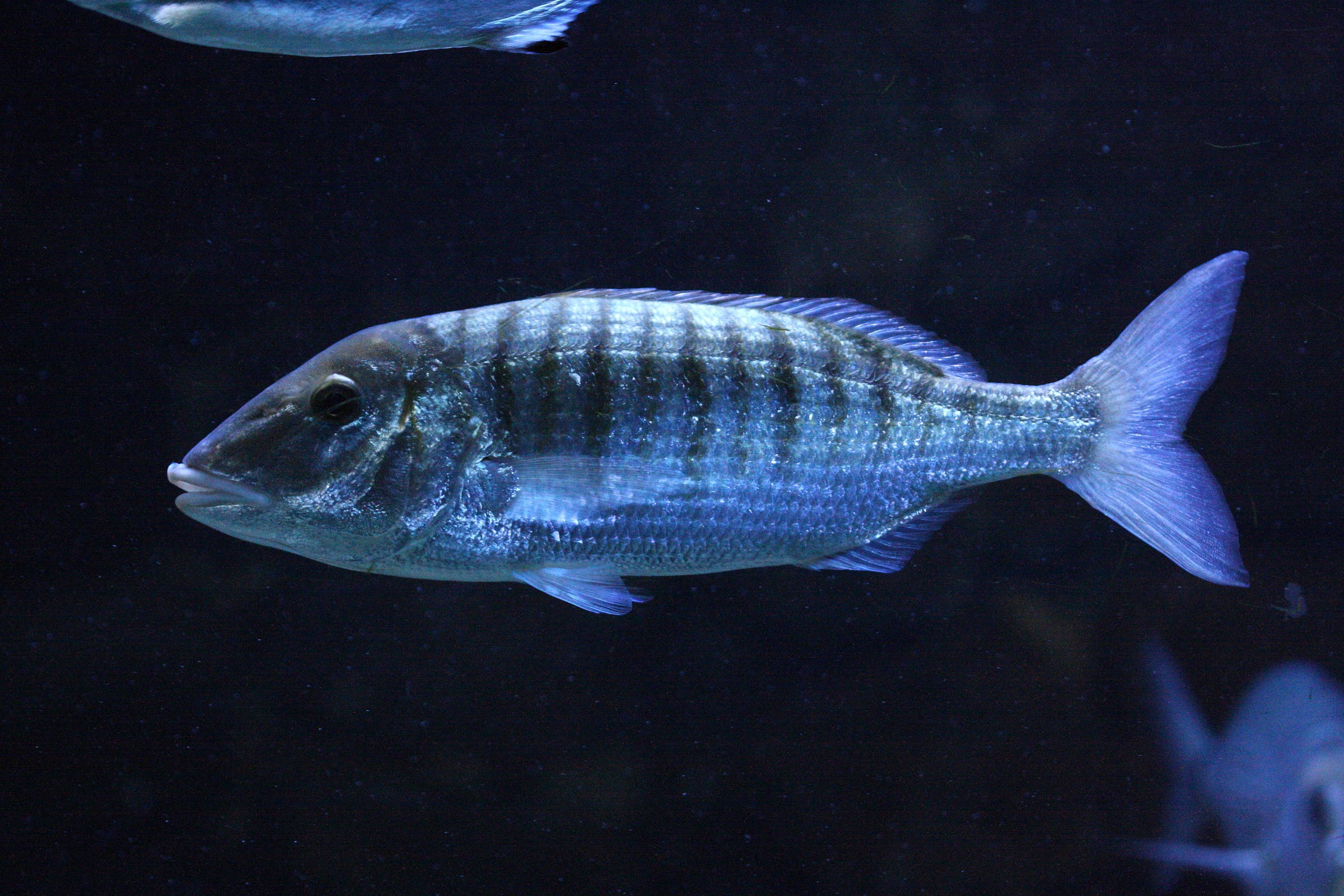 lithognathus_mormyrus2bd