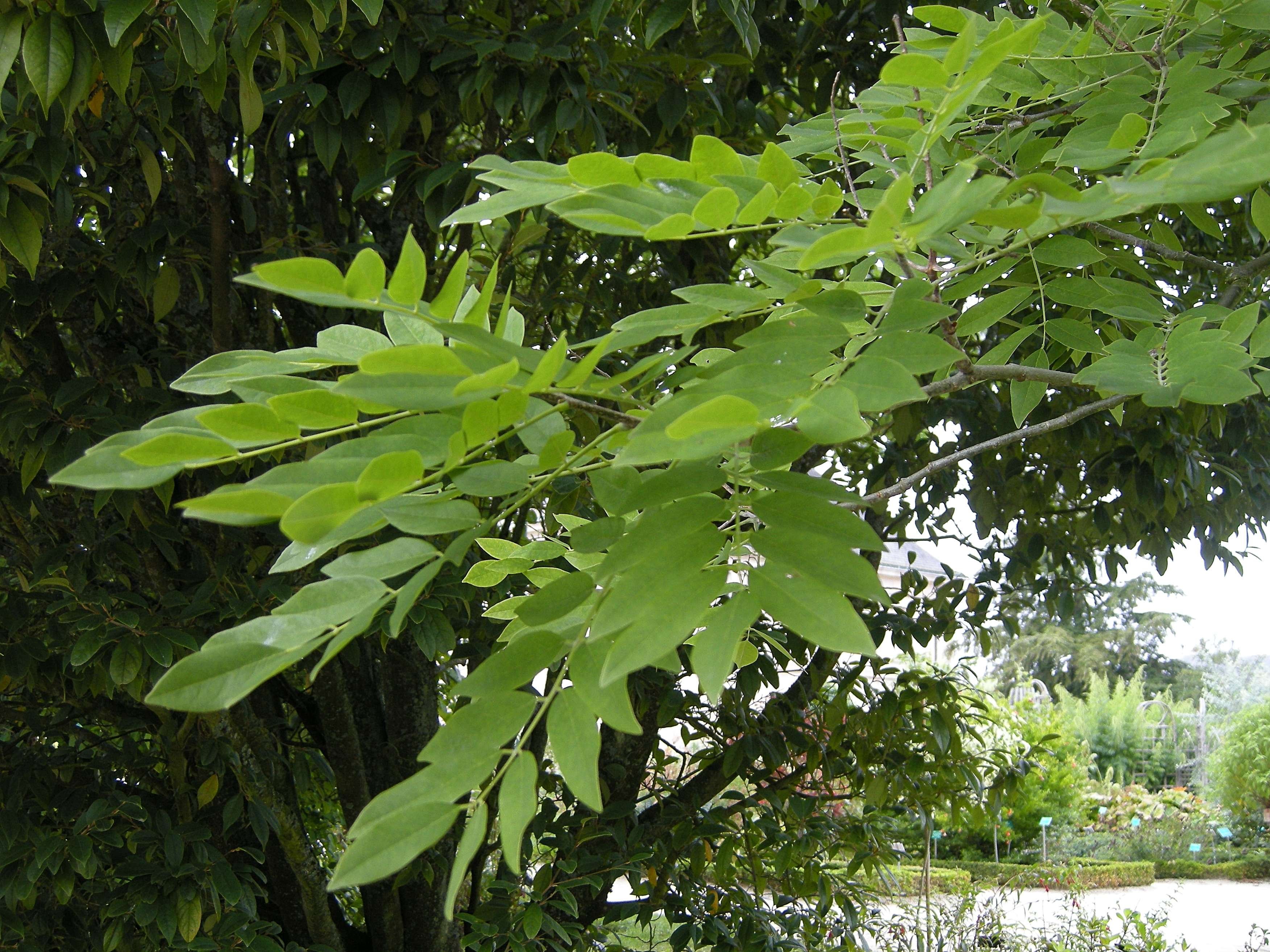 maackia_chinensis2bd