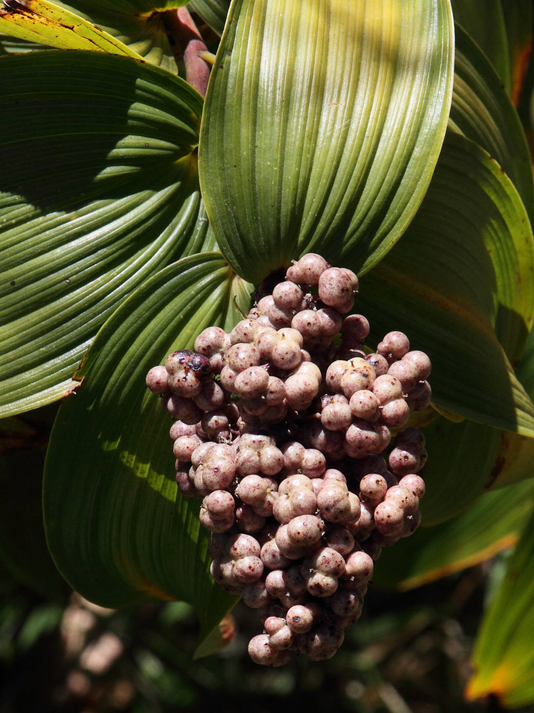 maianthemum_gigas2md