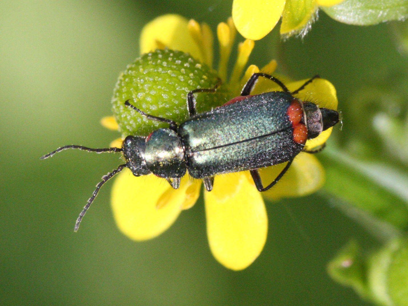 Afficher le média malachius_bipustulatus4md malachius_bipustulatus4md